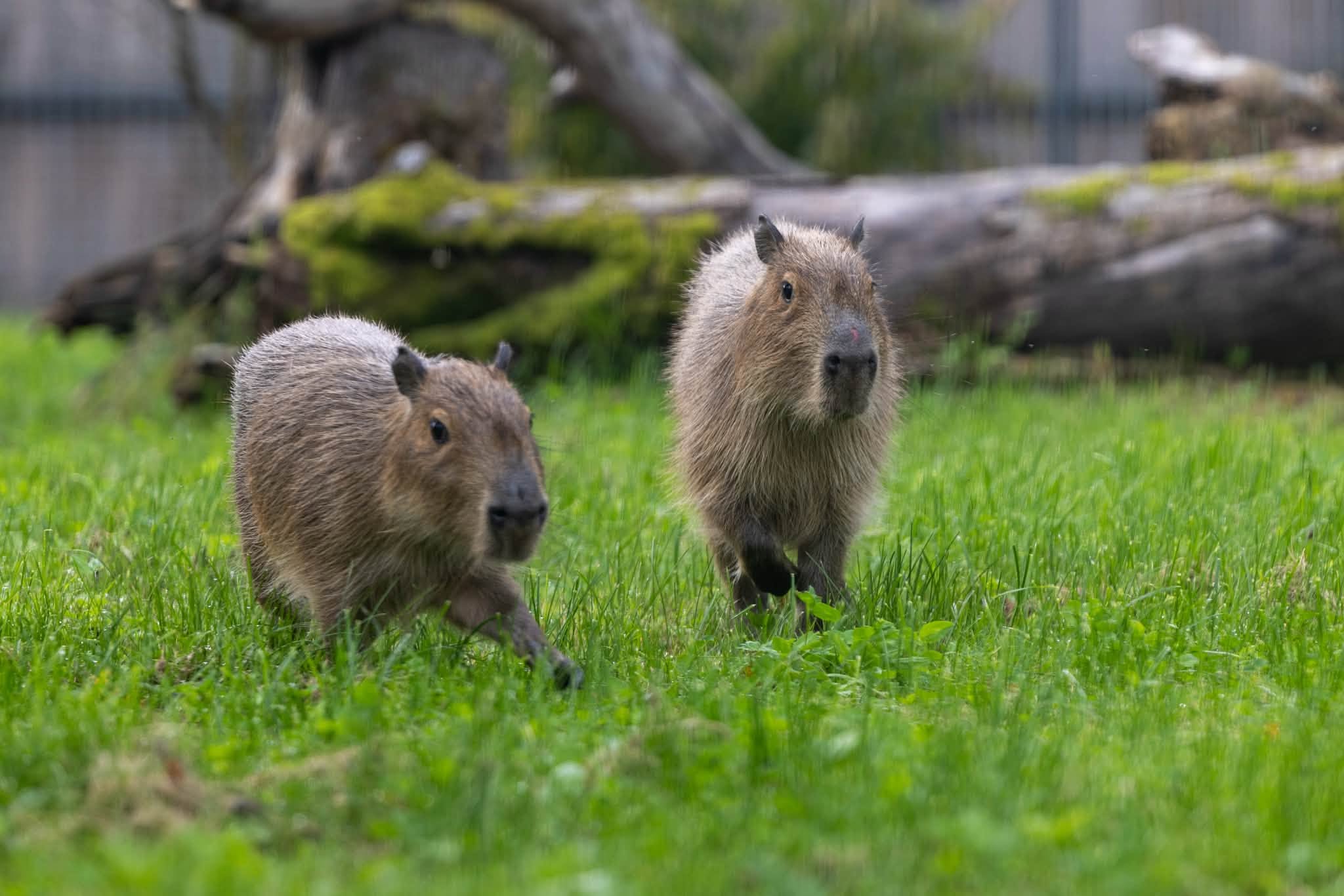 Kapibaros Lietuvos zoologijos sode (Lietuvos zoologijos sodo nuotr.)