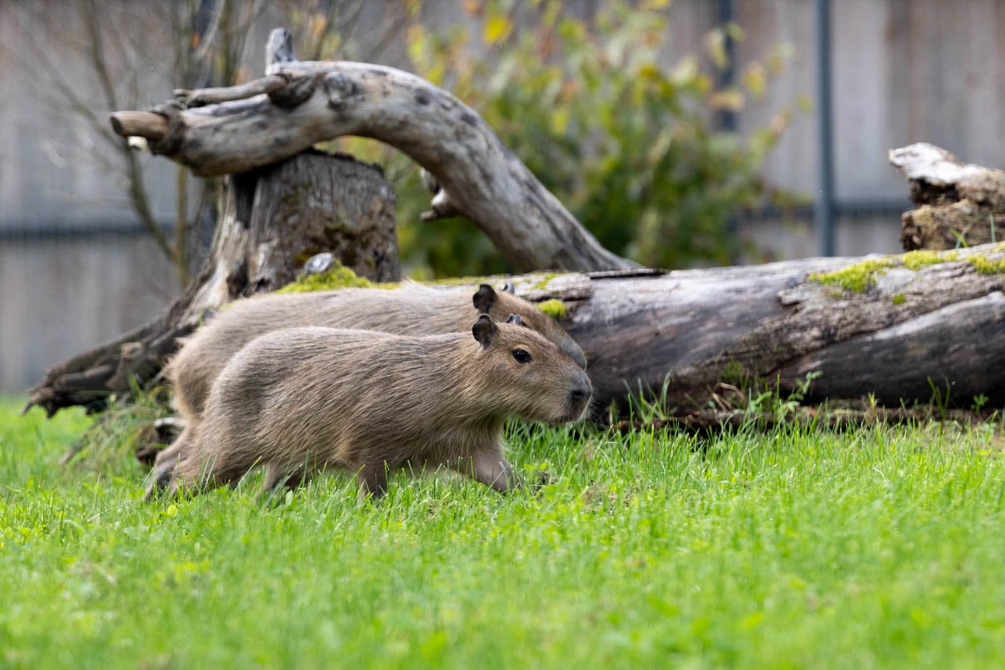 Kapibaros itin draugiški gyvūnai (Lietuvos zoologijos sodo nuotr.)