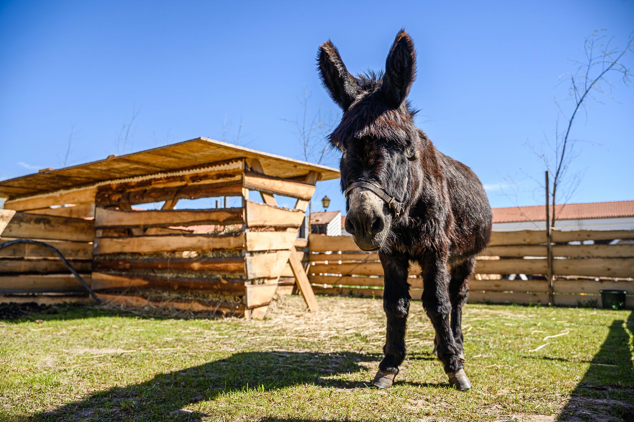 Motinos dienos proga savaitgalis Pakruojo dvare