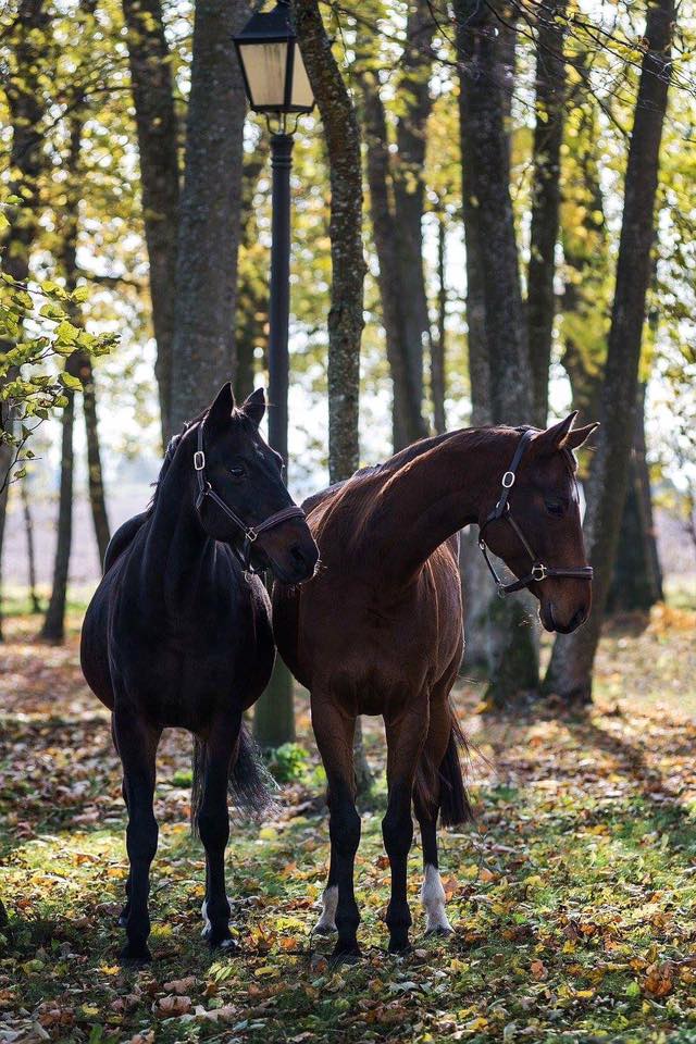 Bistrampolio dvaro žirgai