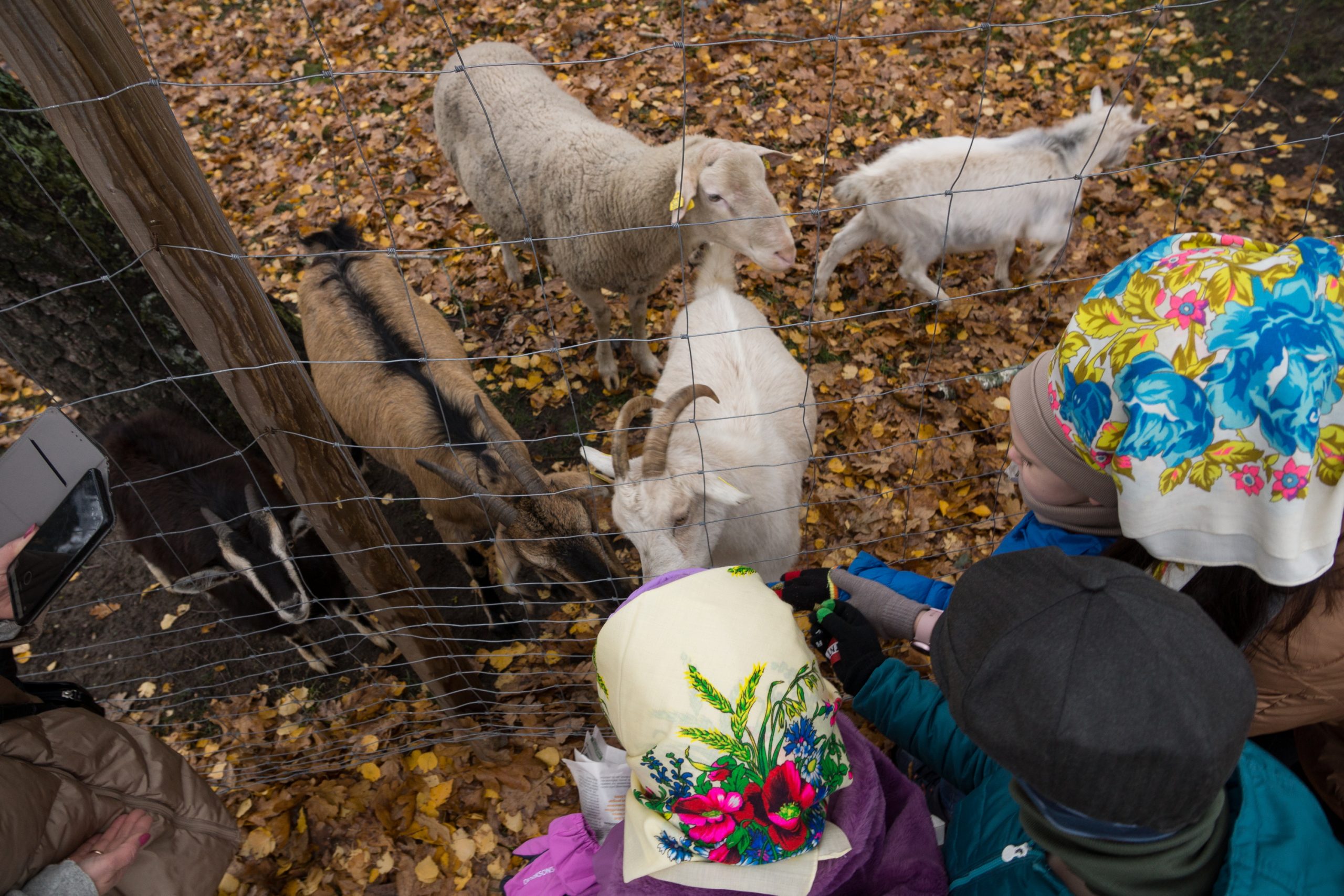 Edukacija su ožkomis ir avimis