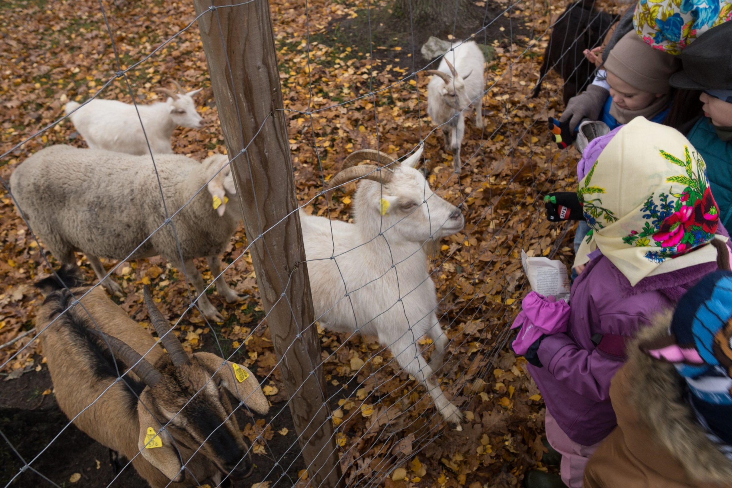 Edukacija su ožkomis ir avimis