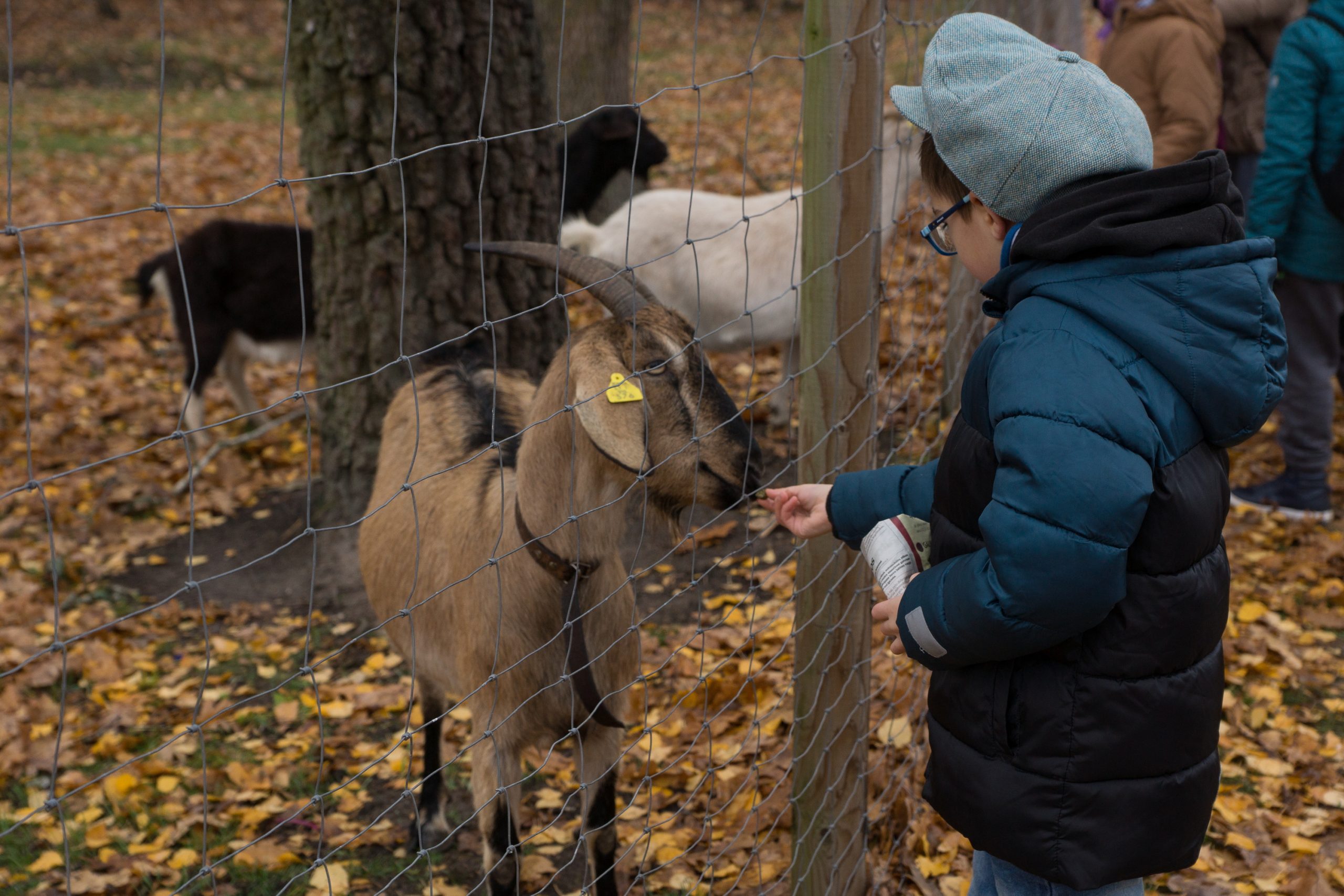 Edukacija su ožkomis ir avimis