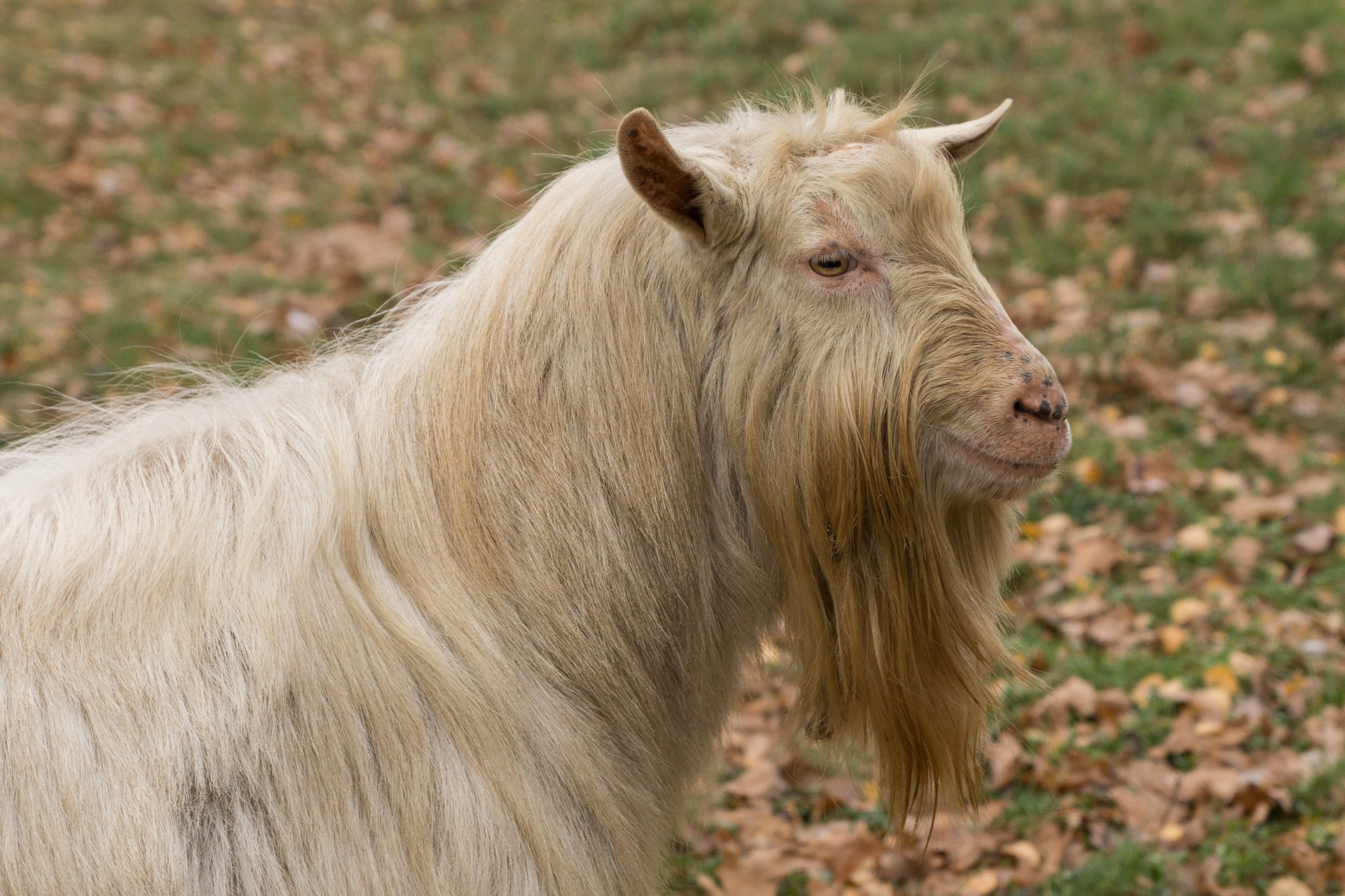 Edukacija su ožkomis ir avimis