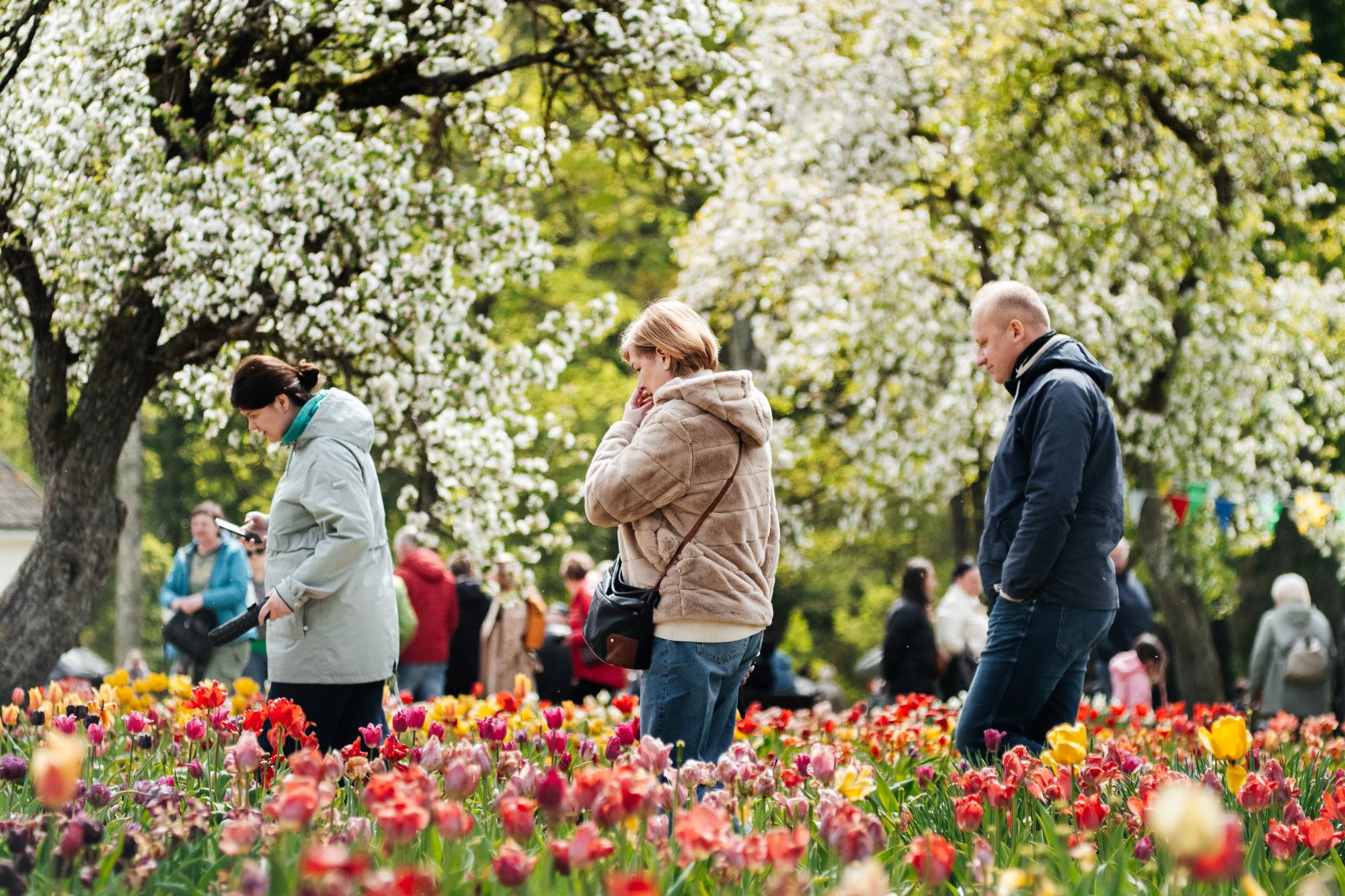 Tulpių žydėjimo šventė Burbiškio dvare 2026. Elvino Skabeikio nuotr.