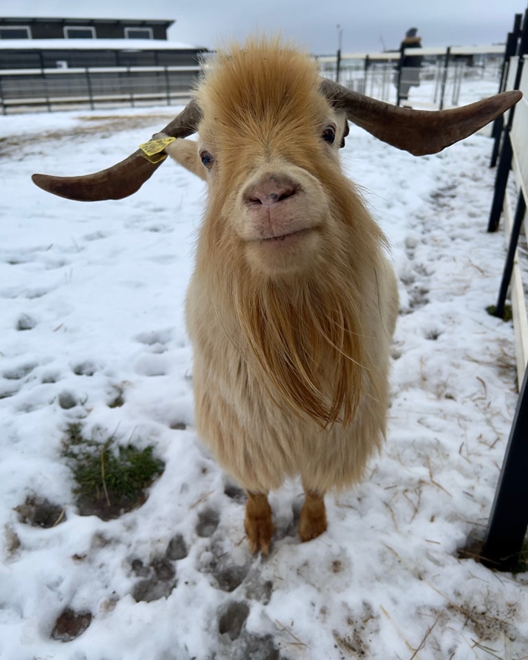 Dargaičiai zoo žiemą