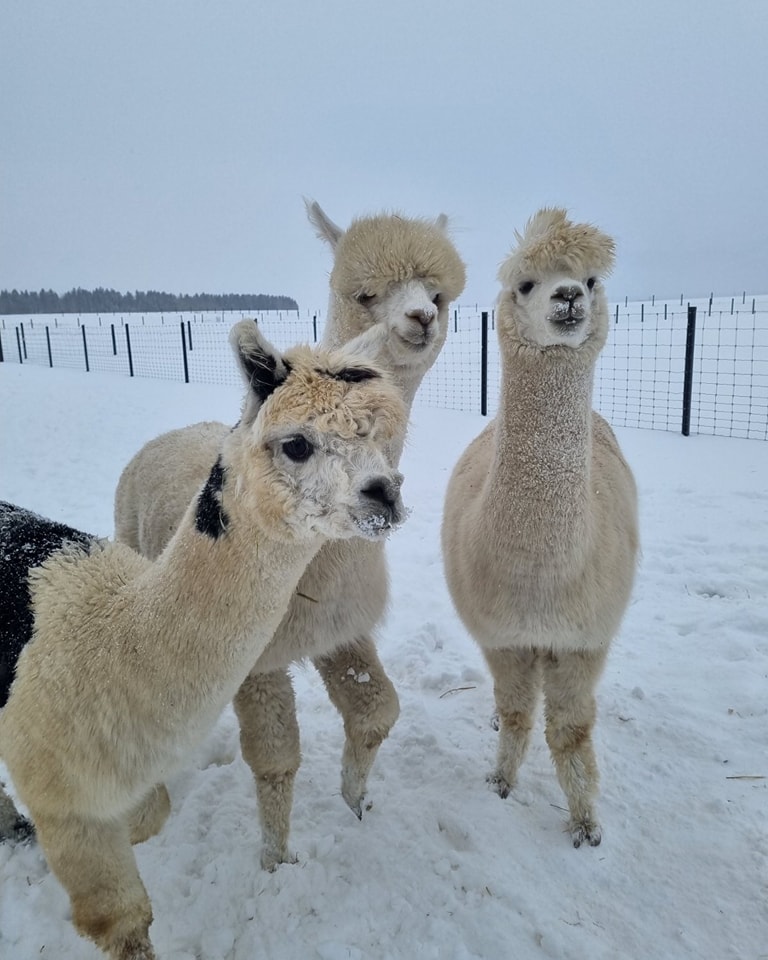 Dargaičiai zoo žiemą