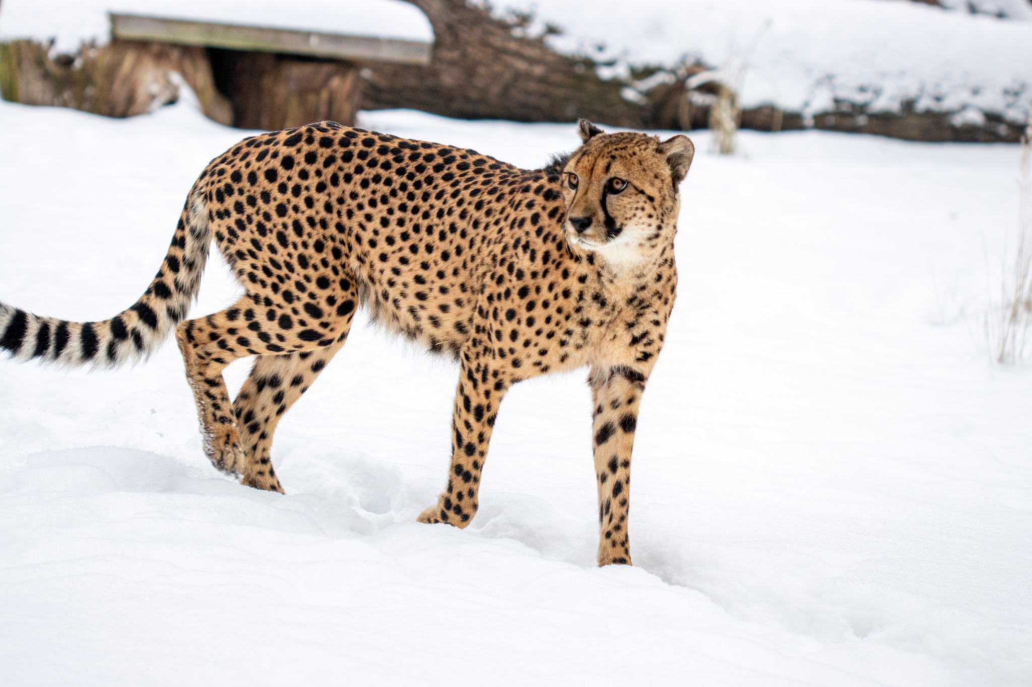 Lietuvos zoologijos sodas žiemą