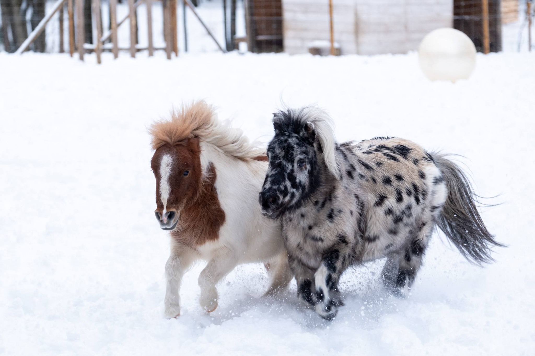 Miško sapno žirgai žiemą