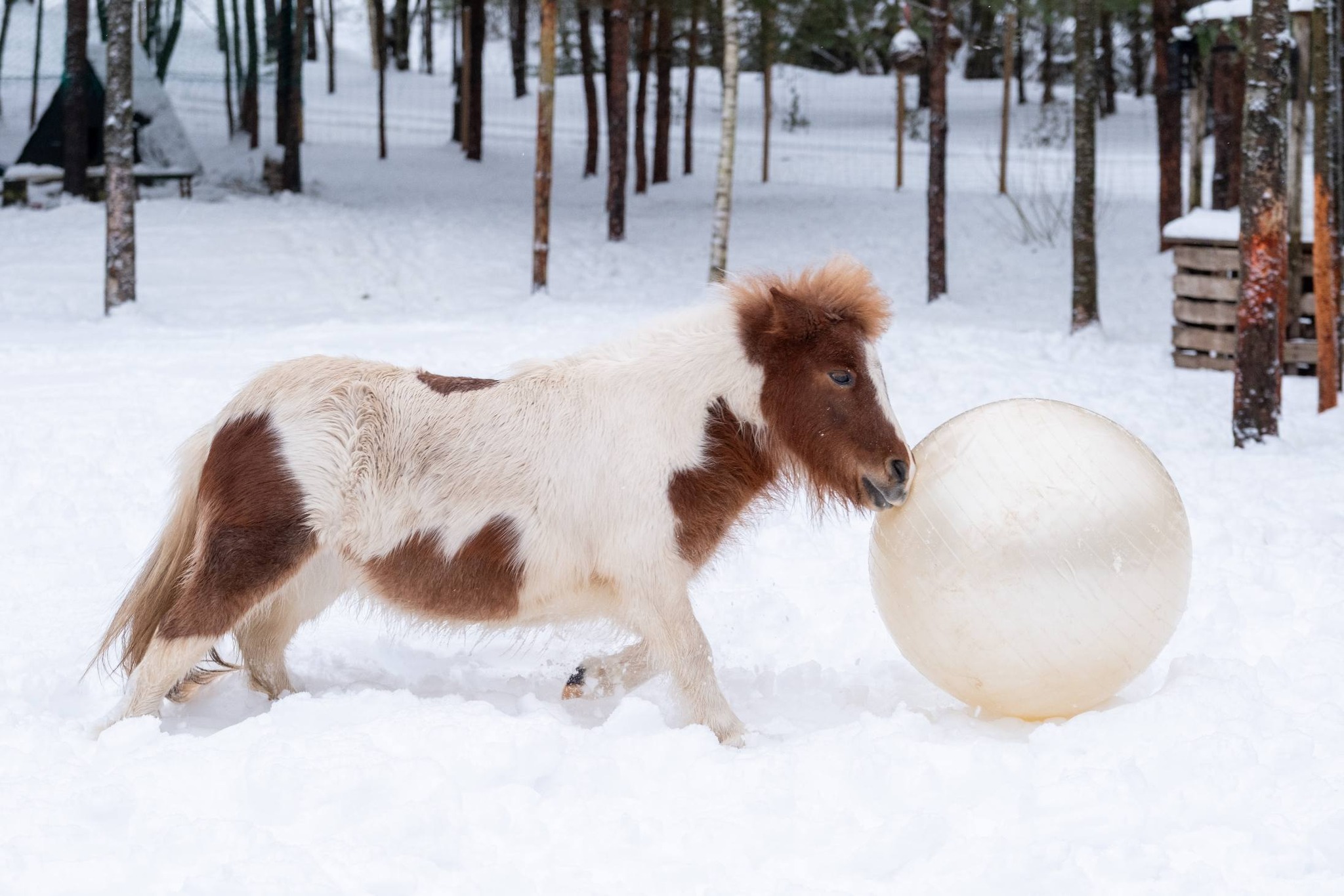 Miško sapno žirgai žiemą