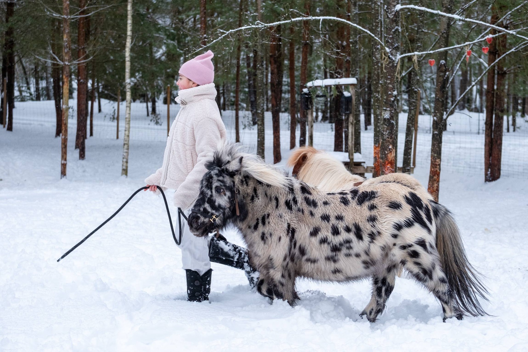 Miško sapno žirgai žiemą