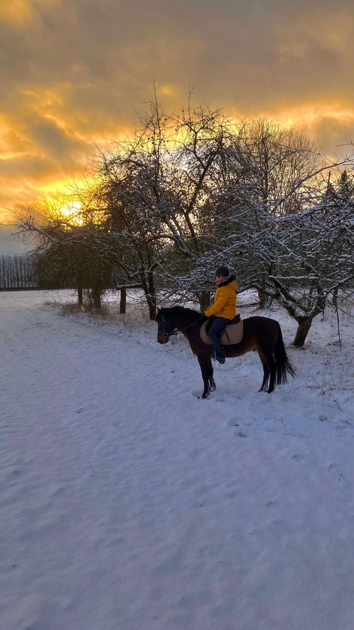 Rietavo žirgynas žiemą