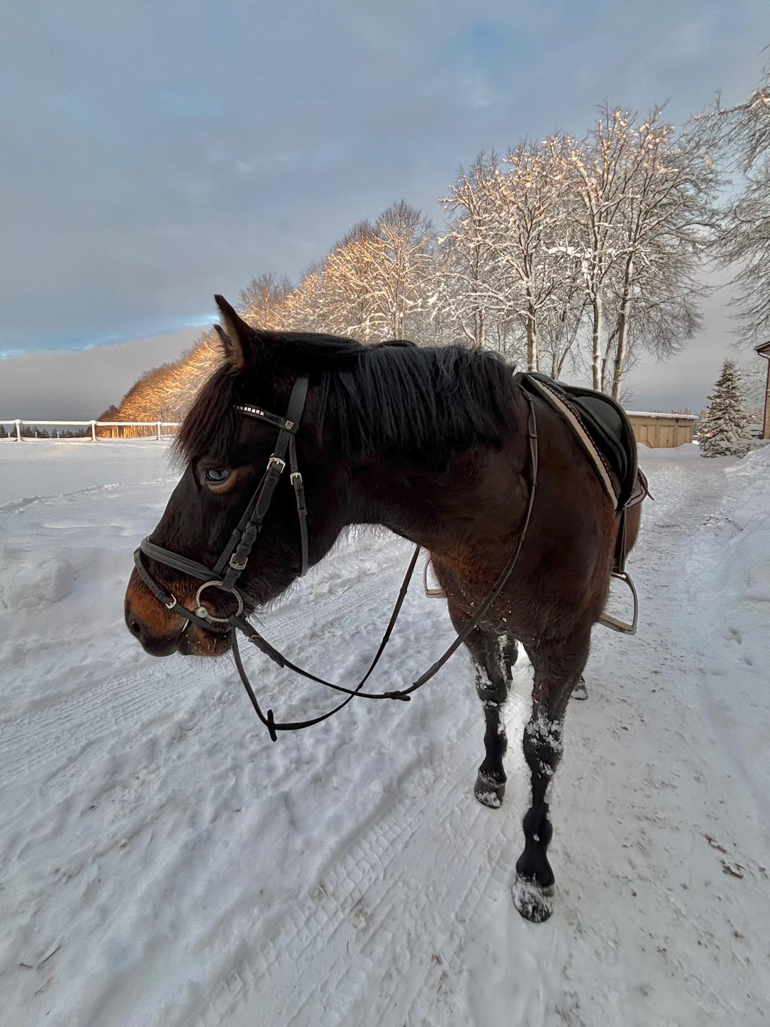 Rietavo žirgynas žiemą