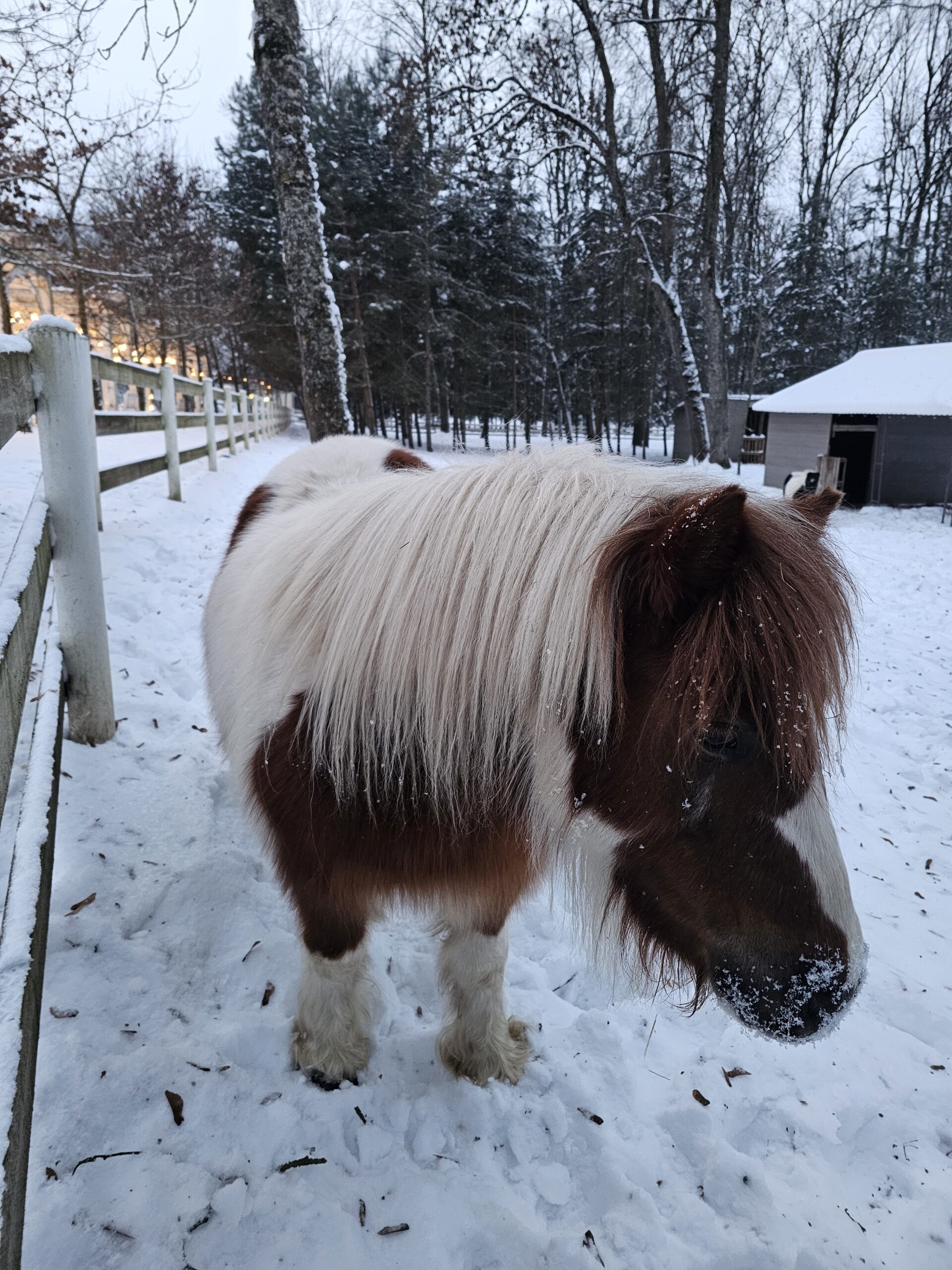 Taujėnų dvaro žvėrynėlis žiemą