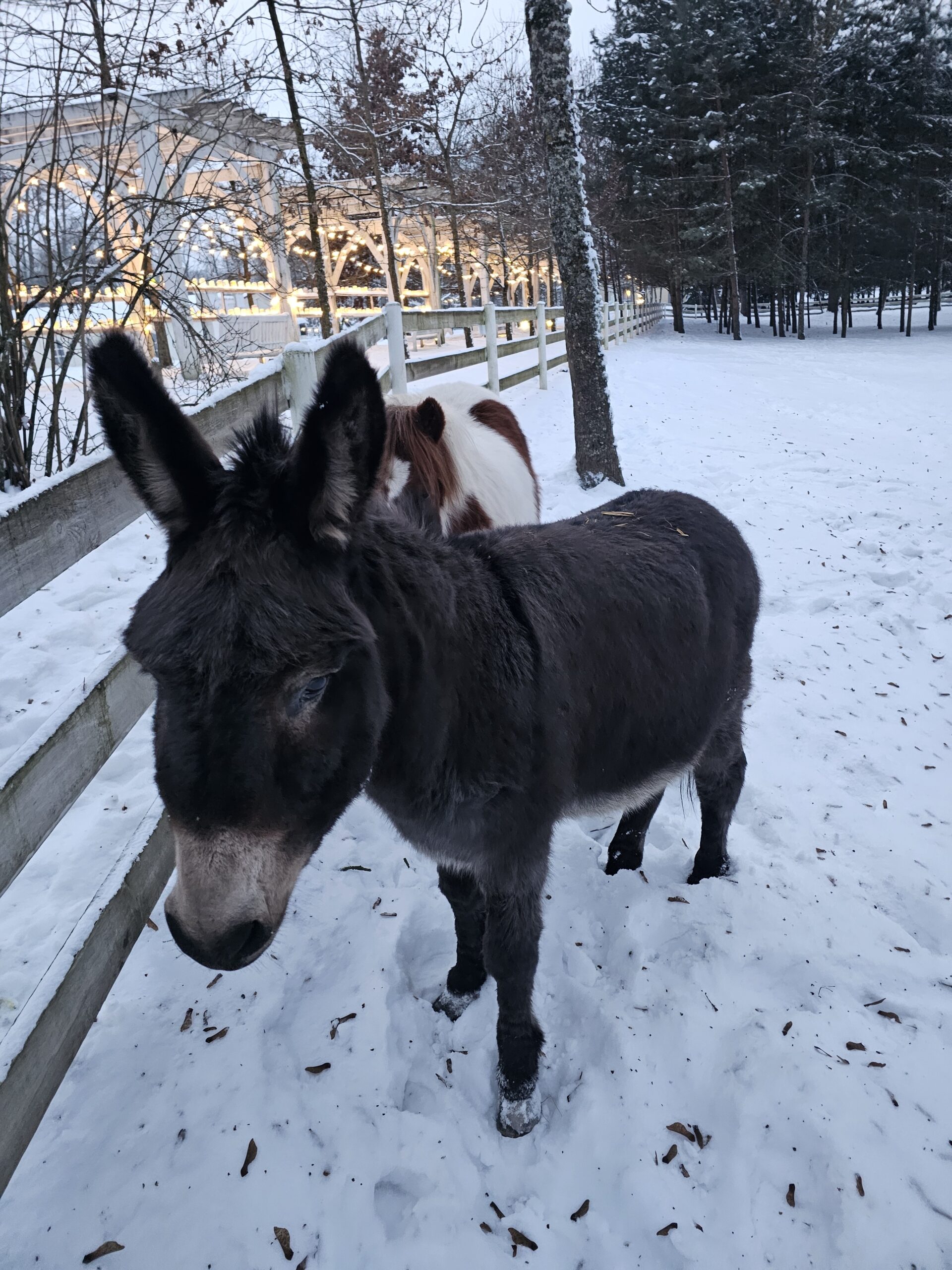 Taujėnų dvaro žvėrynėlis žiemą