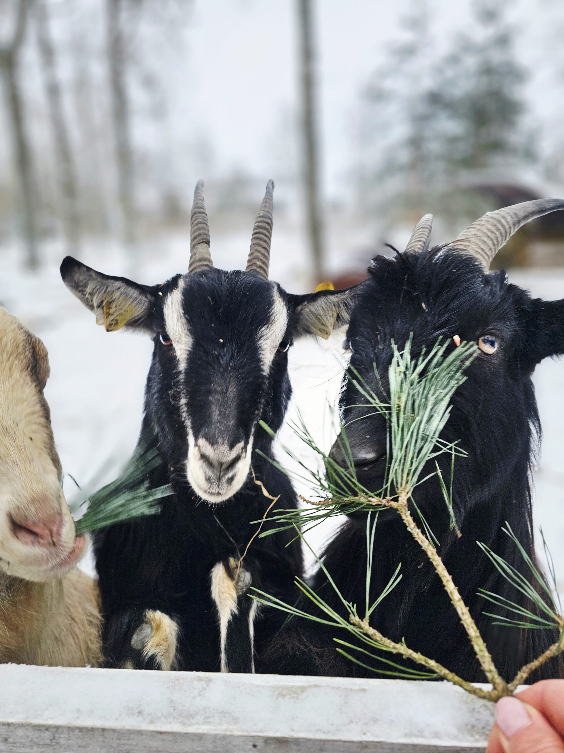 Taujėnų dvaro žvėrynėlis žiemą
