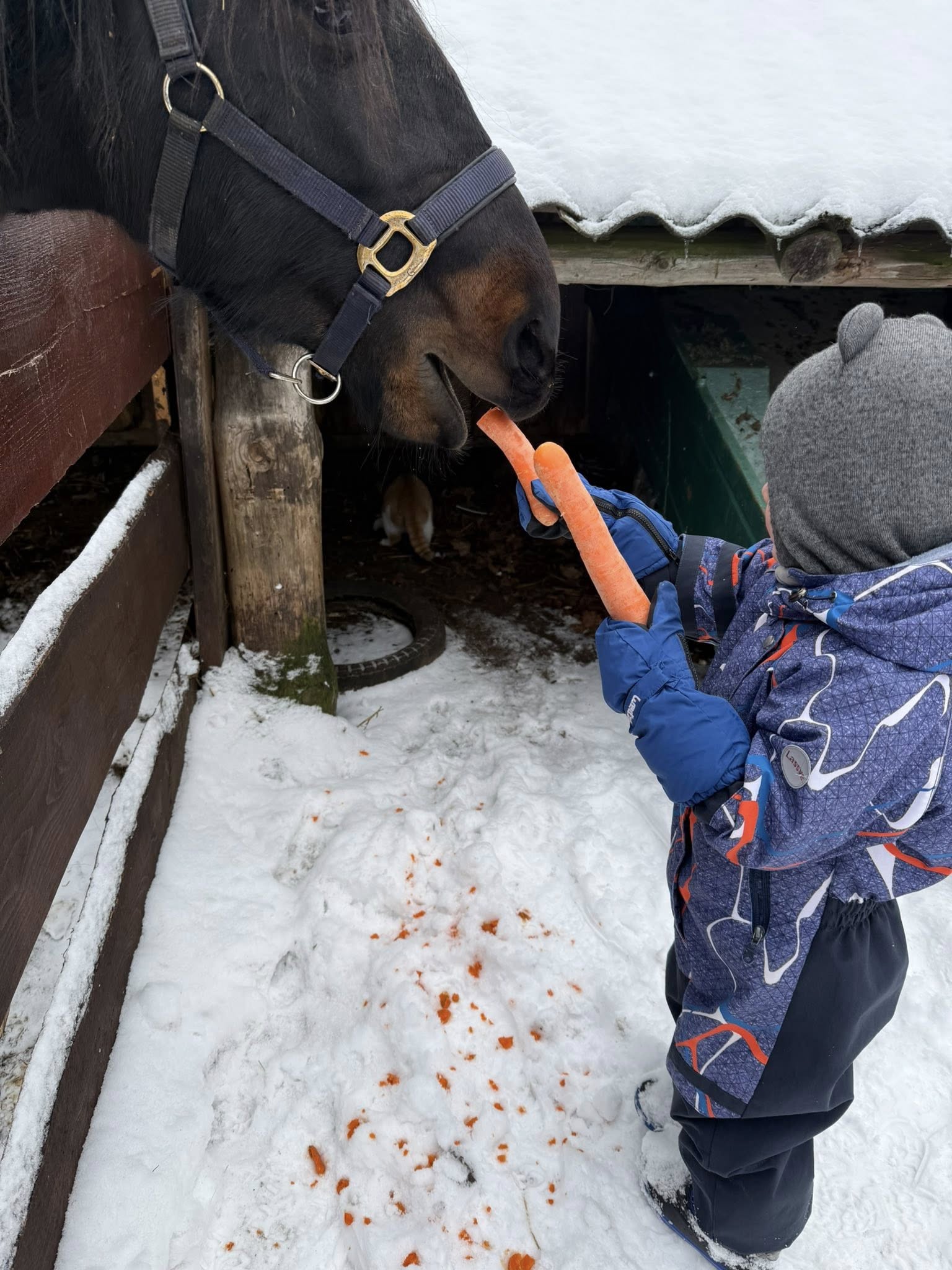 Unikalus greitis ūkis žiemą