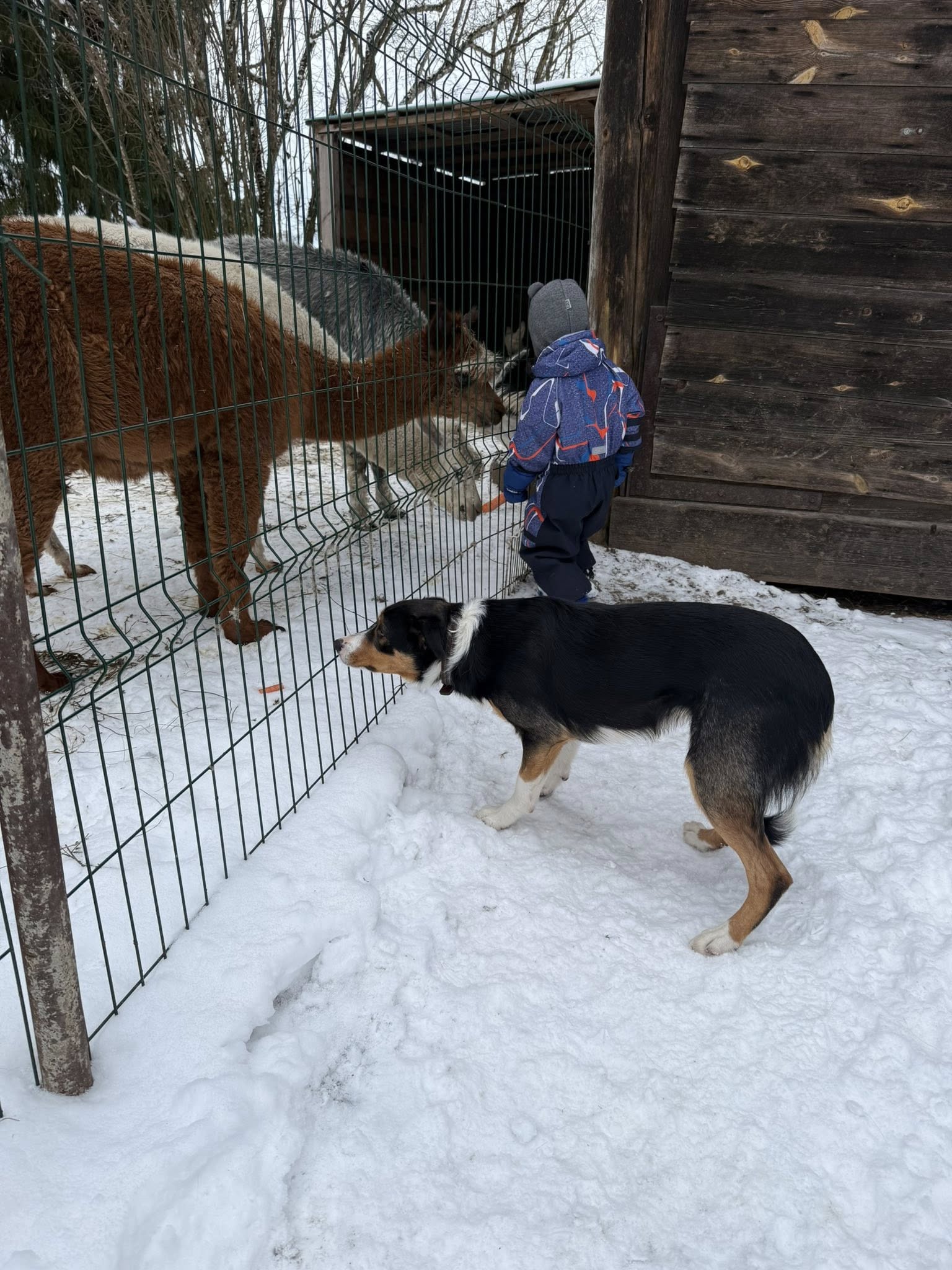 Unikalus greitis ūkis žiemą