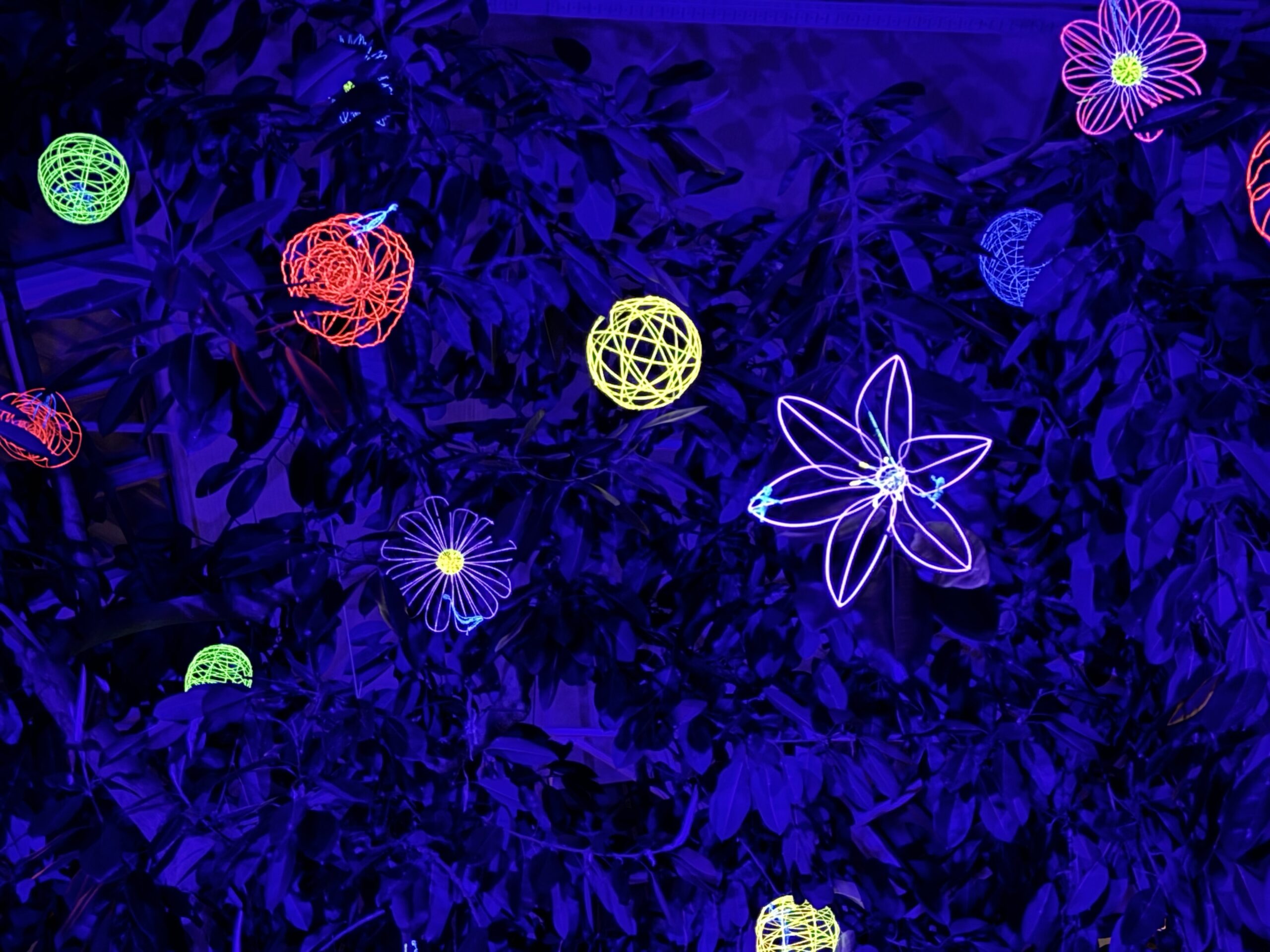 Kretingos muziejaus Žiemos sode rojaus spalvomis pražydo Gyvybės medis