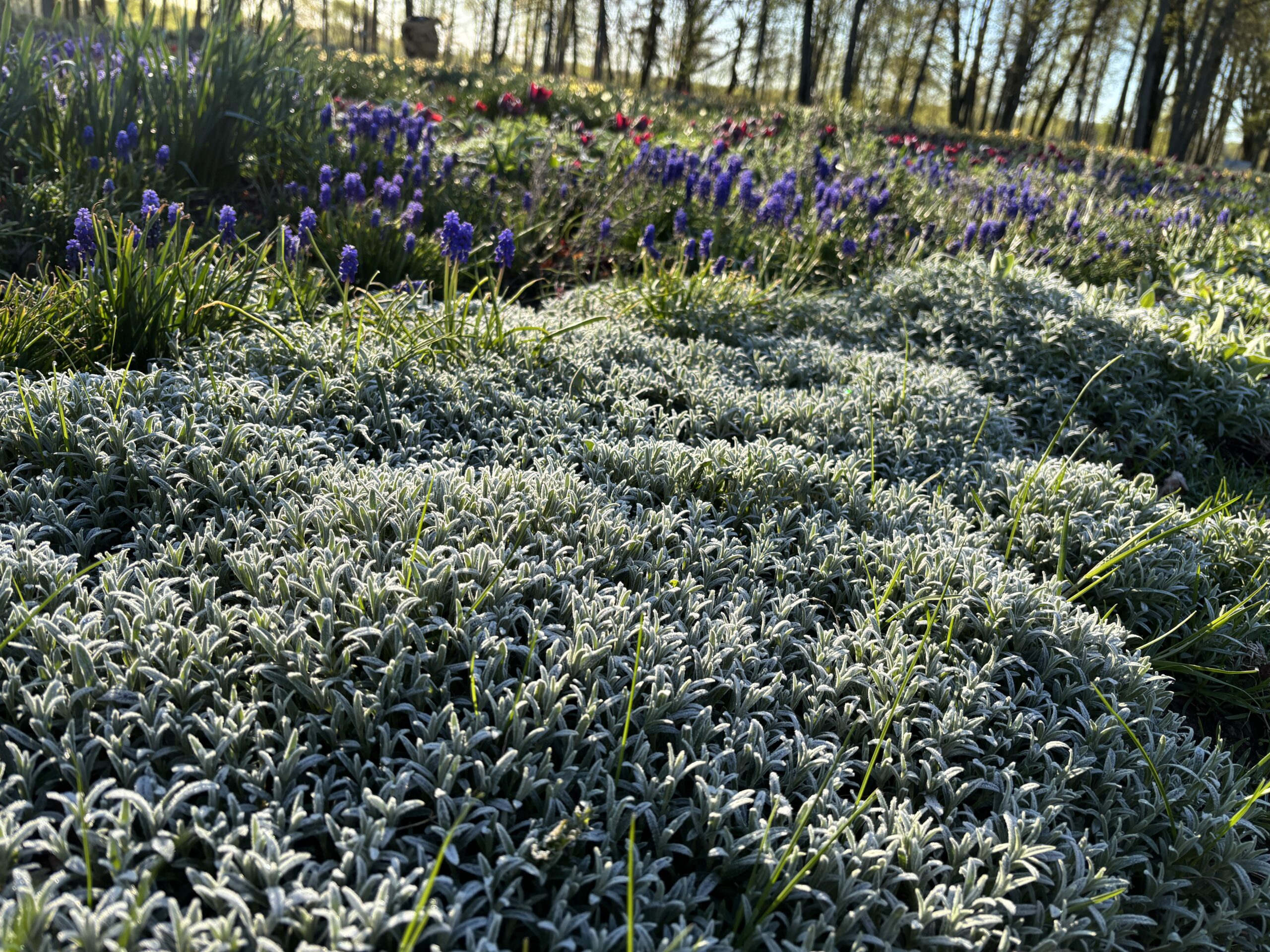 Pakruojo dvaro gėlynai