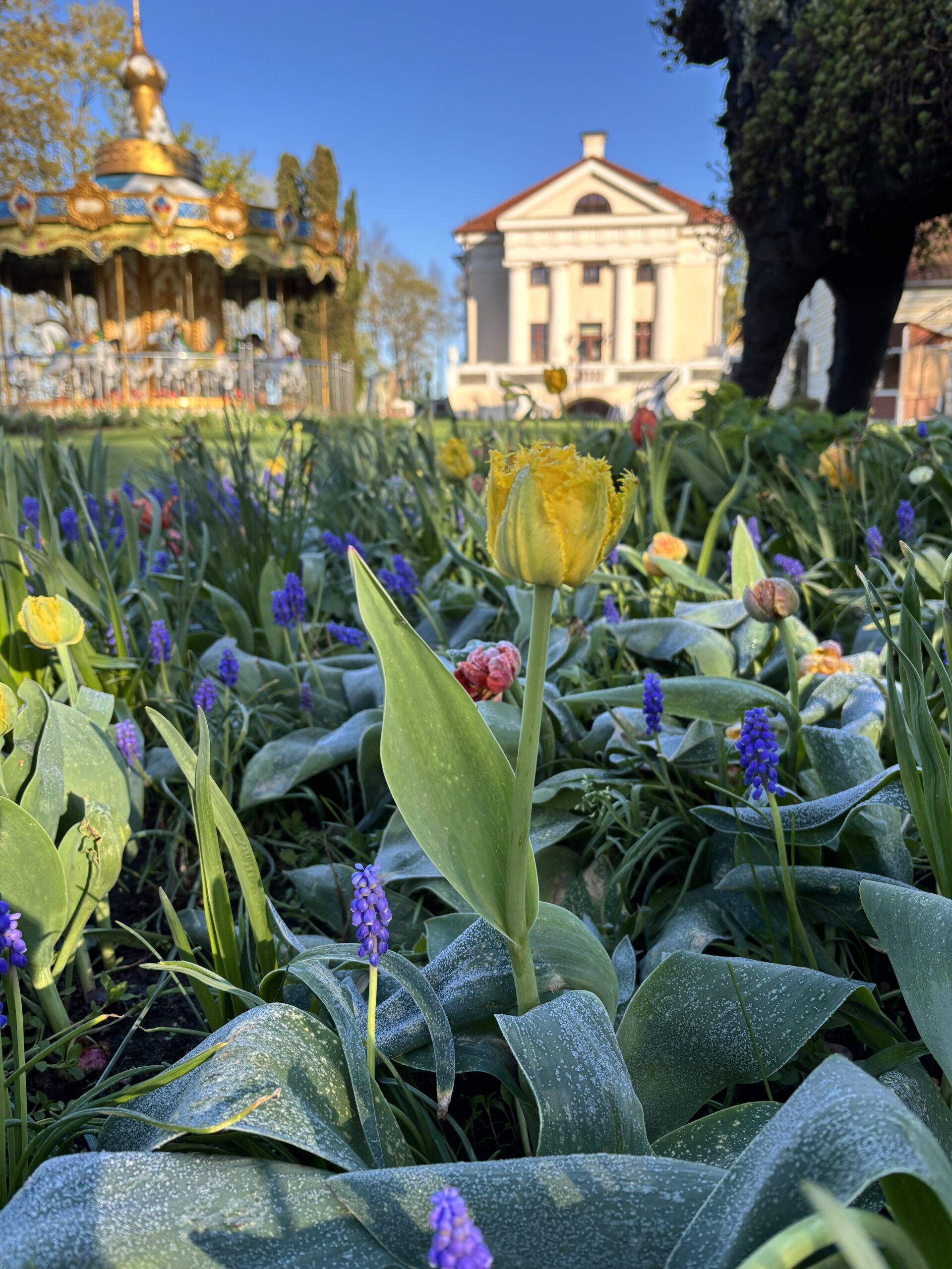 Tulpių ir pavasario gėlių festivalis „Renesansas“