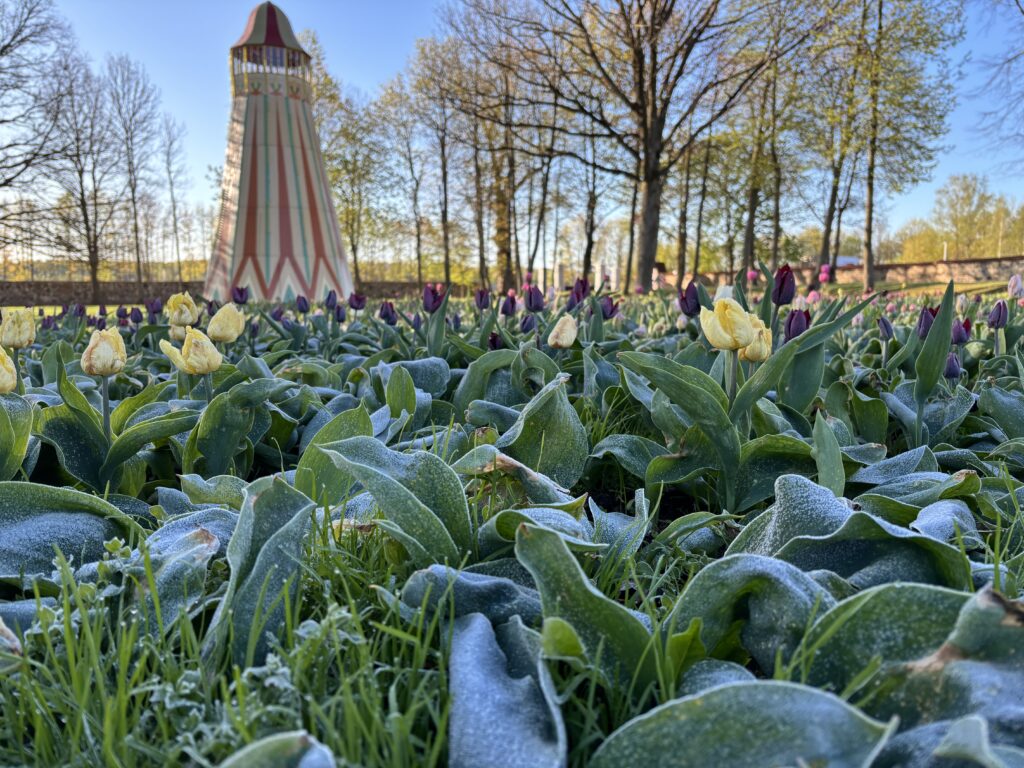 Pakruojo dvaro gėlininkų patarimai kaip apsaugoti pavasario gėles nuo šalnų