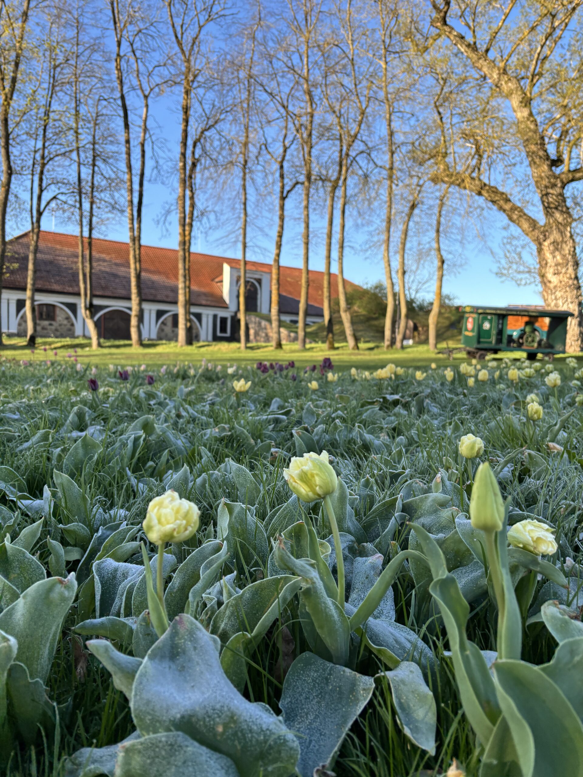 Tulpių ir pavasario gėlių festivalis „Renesansas“