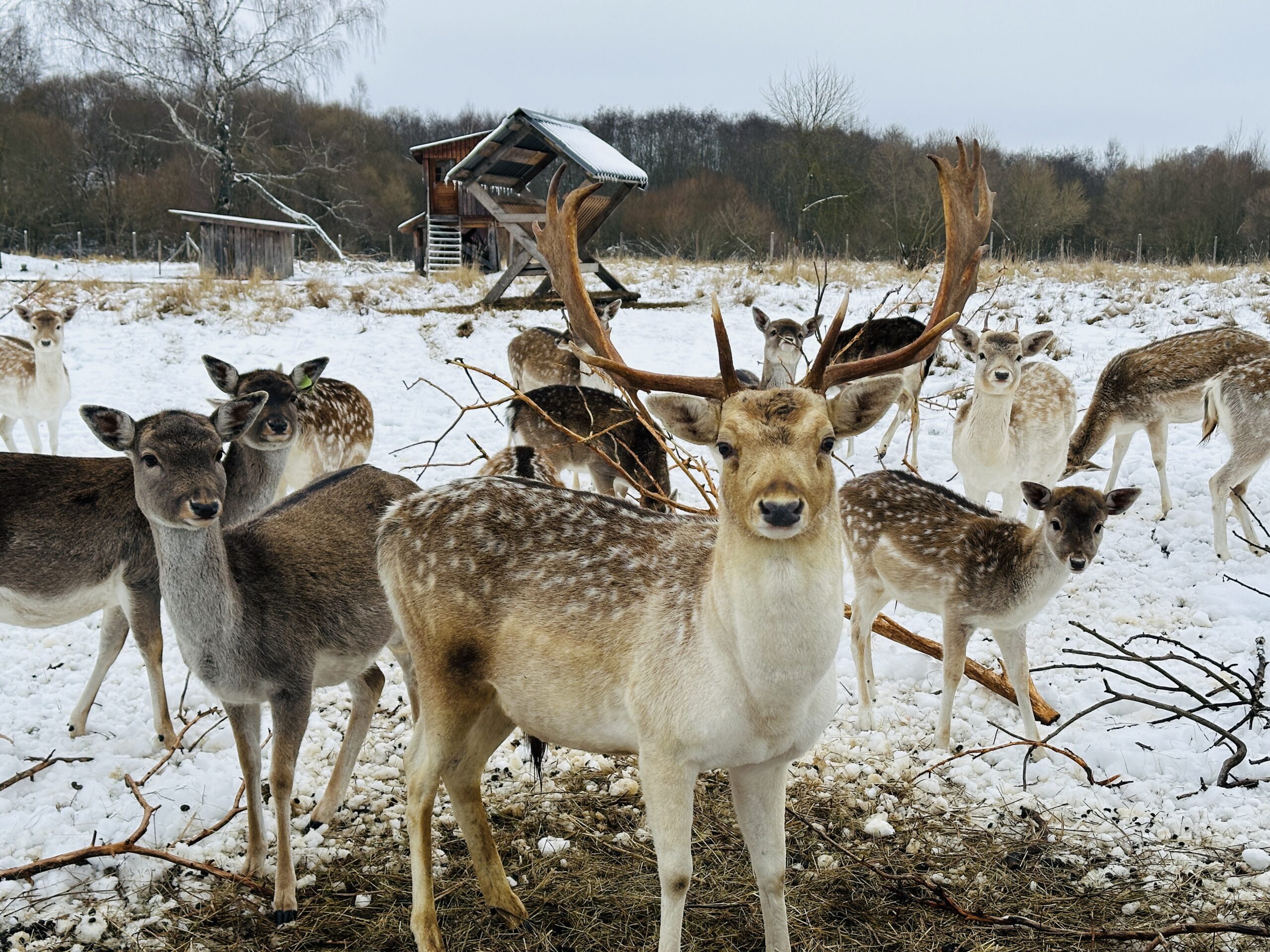 Gyvūnų ūkiai žiemą Lietuvoje: kur vykti su vaikais