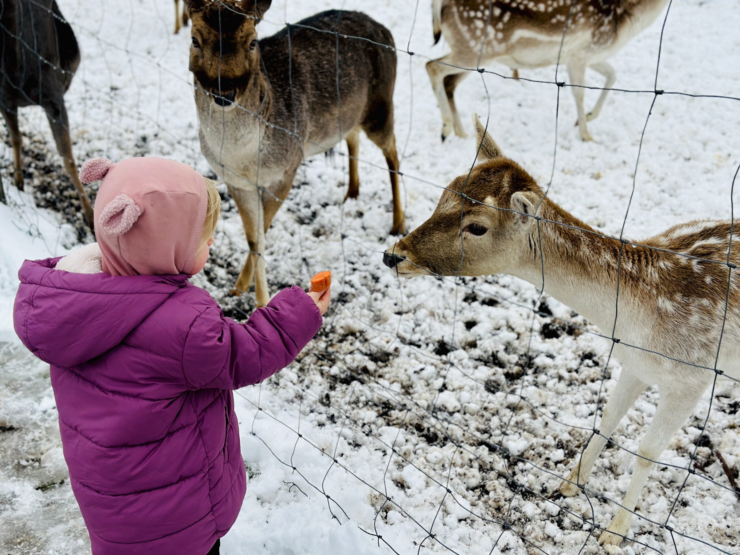 Gyvūnai Bistrampolio dvare