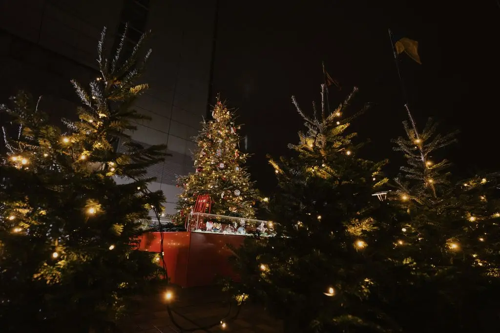 Tarptautinis kalėdinių eglučių miškas Vilniuje