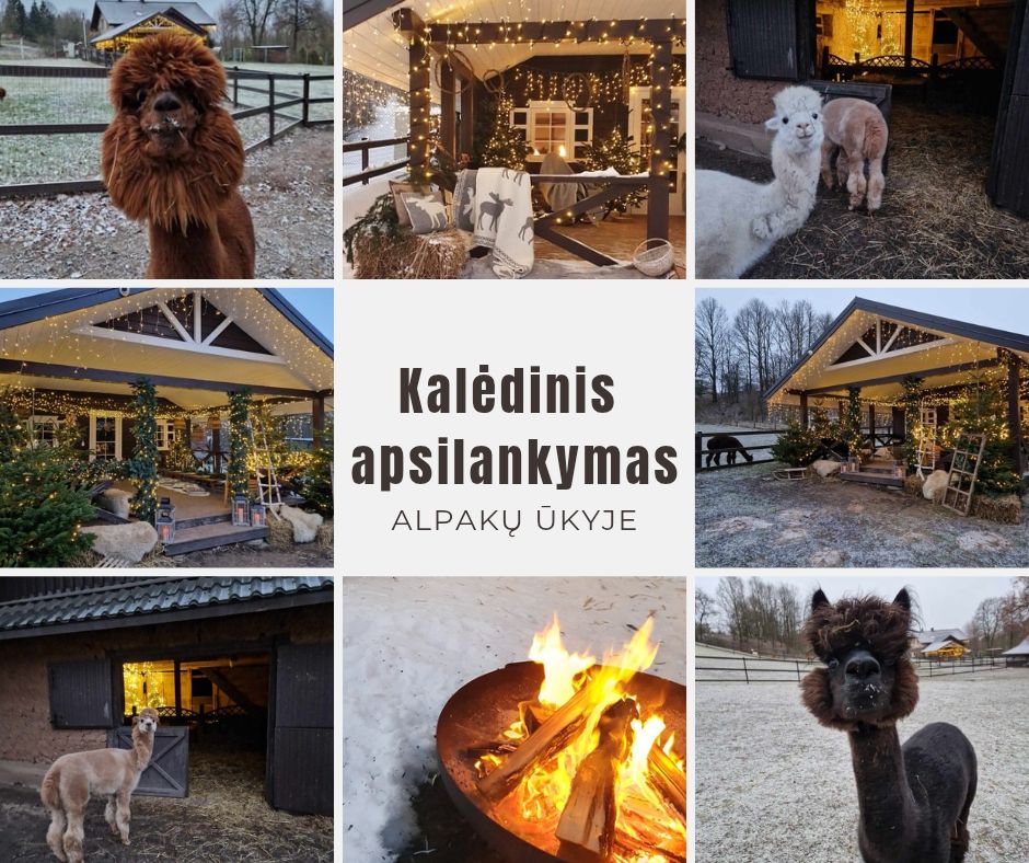 Kalėdinis apsilankymas Jonavos alpakų ūkyje