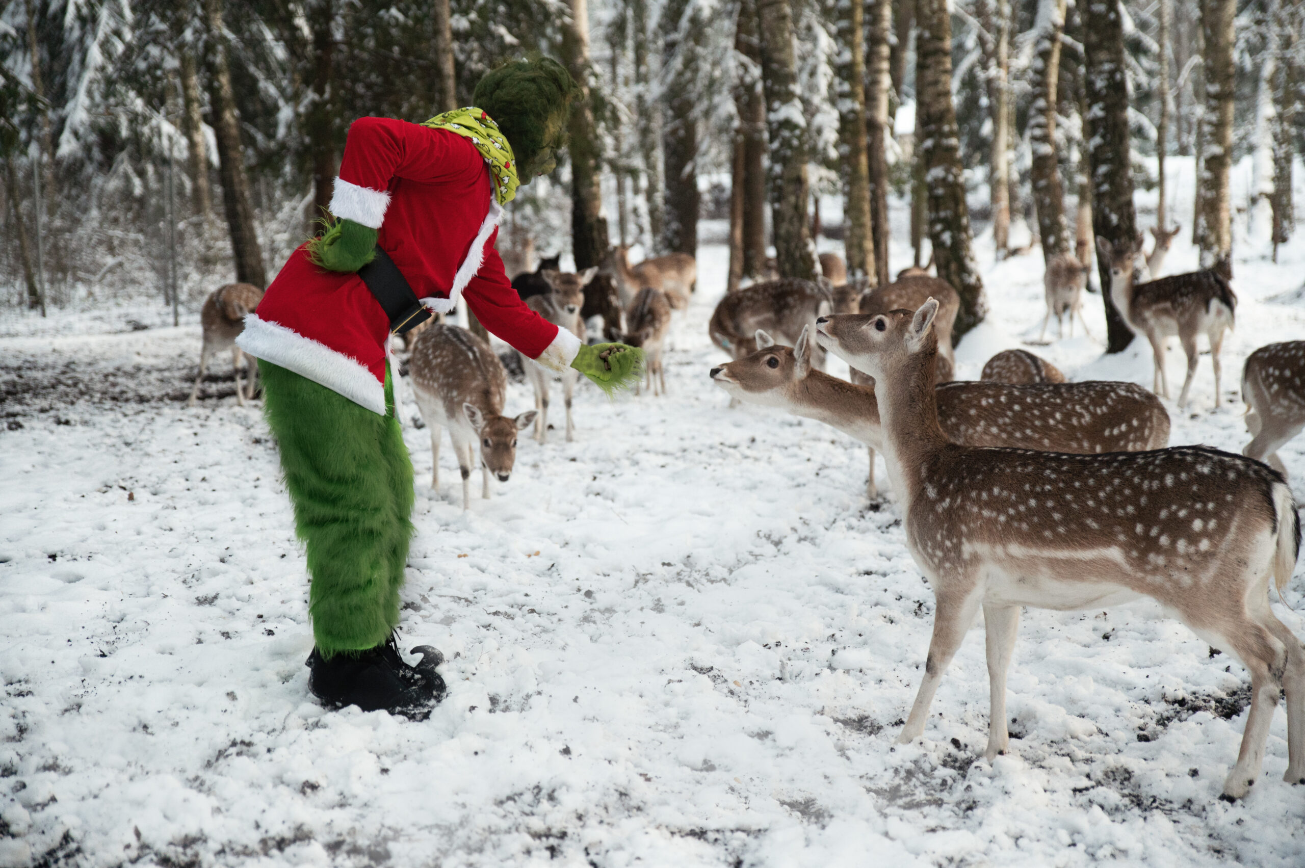 Kalėdos Perlinių danielių parke 2025 (nuotr. autorius Edvardas Jurgaitis)