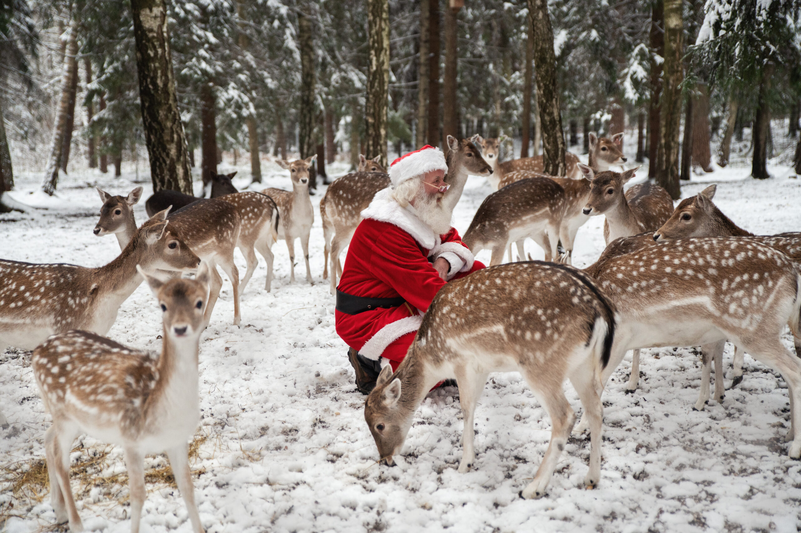 Kalėdos Perlinių danielių parke 2025 (nuotr. autorius Edvardas Jurgaitis)