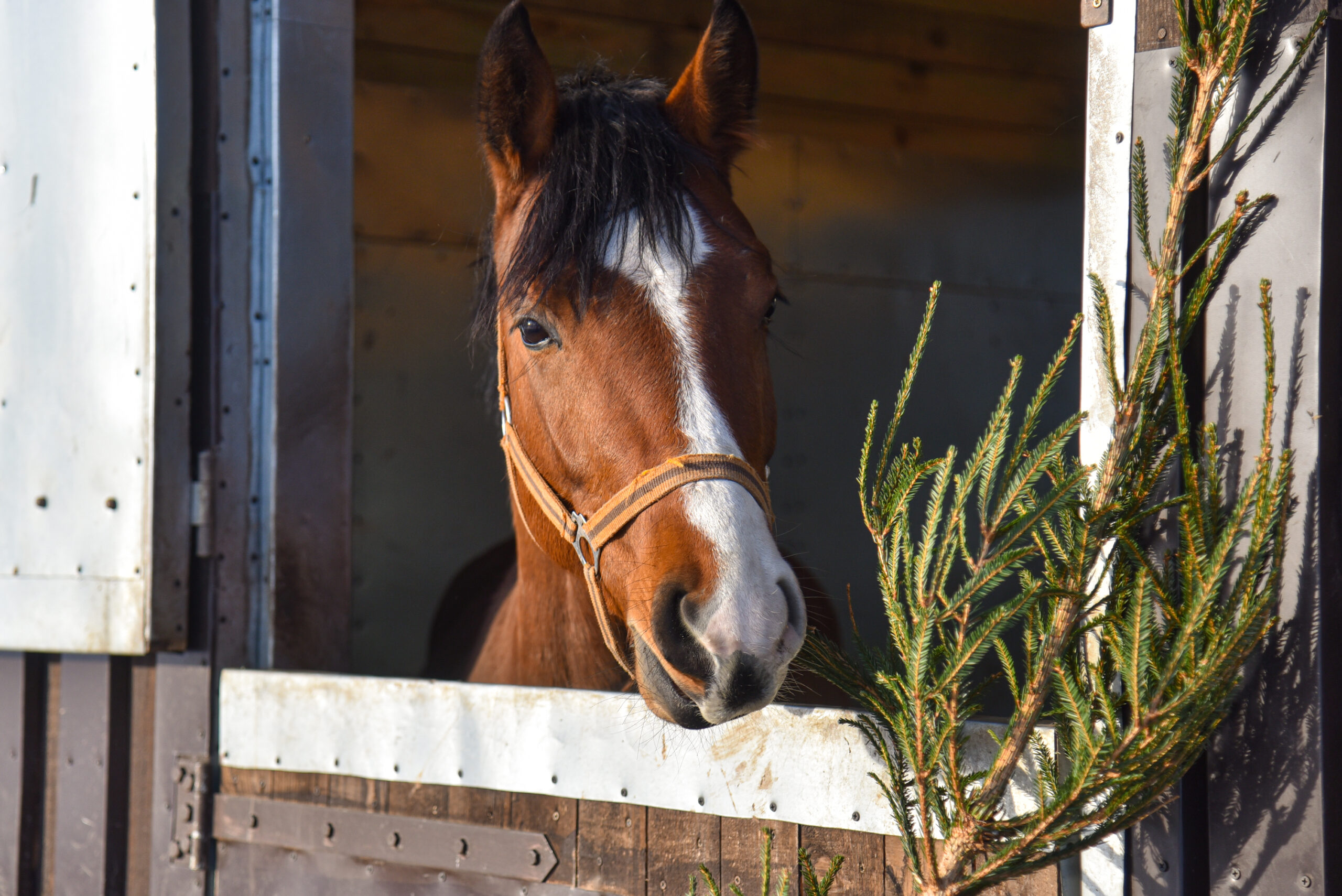 Molainių žirgynas Panevėžio raj.