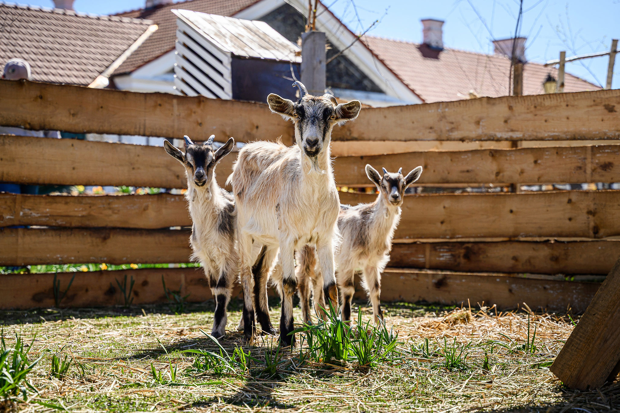 Motinos dienos proga savaitgalis Pakruojo dvare