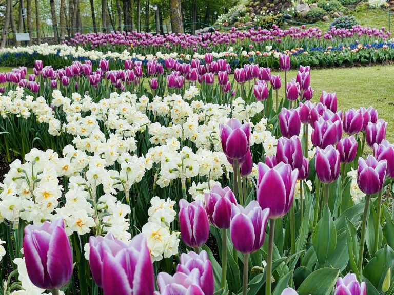 Kur žydi pavasario gėlės