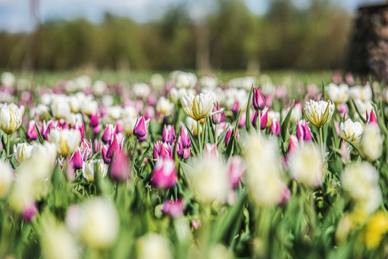 Tulpių ir pavasario gėlių festivalis