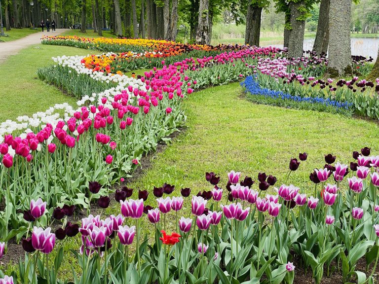 Kur žydi pavasario gėlės