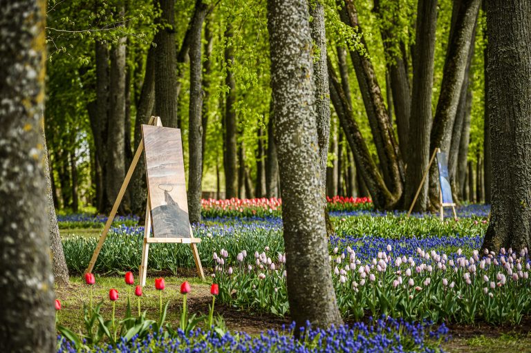 Pakruojo dvare - tulpių festivalis „Renesansas“