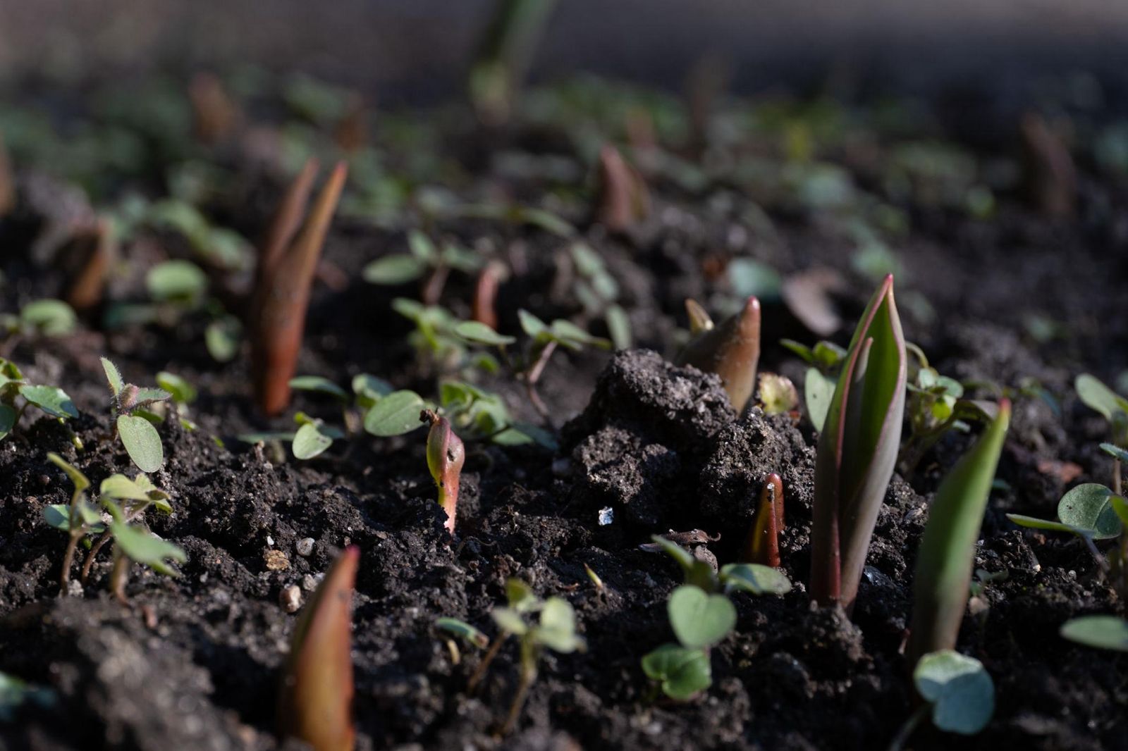 Pakruojo dvaro gėlininkai apie būsimą pavasarį: koks jis bus ir kaip paveiks pirmąsias gėles?
