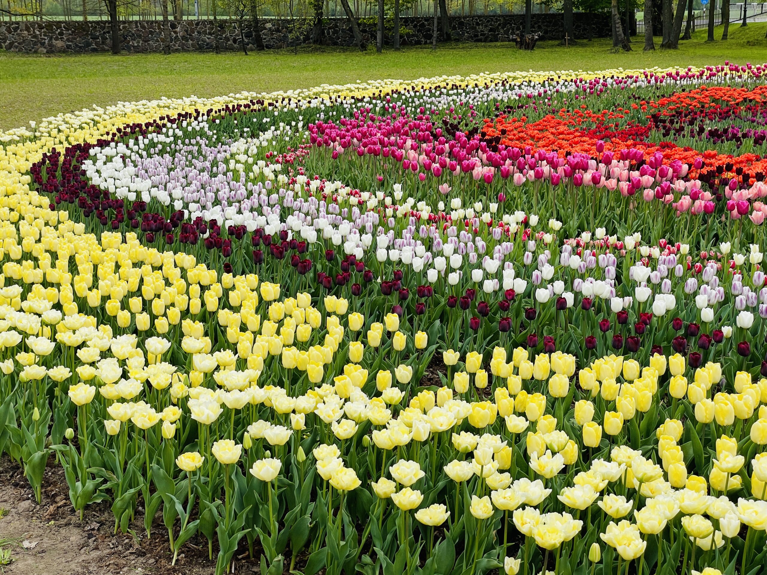 Pakruojo dvaro gėlininkai apie būsimą pavasarį: koks jis bus ir kaip paveiks pirmąsias gėles?