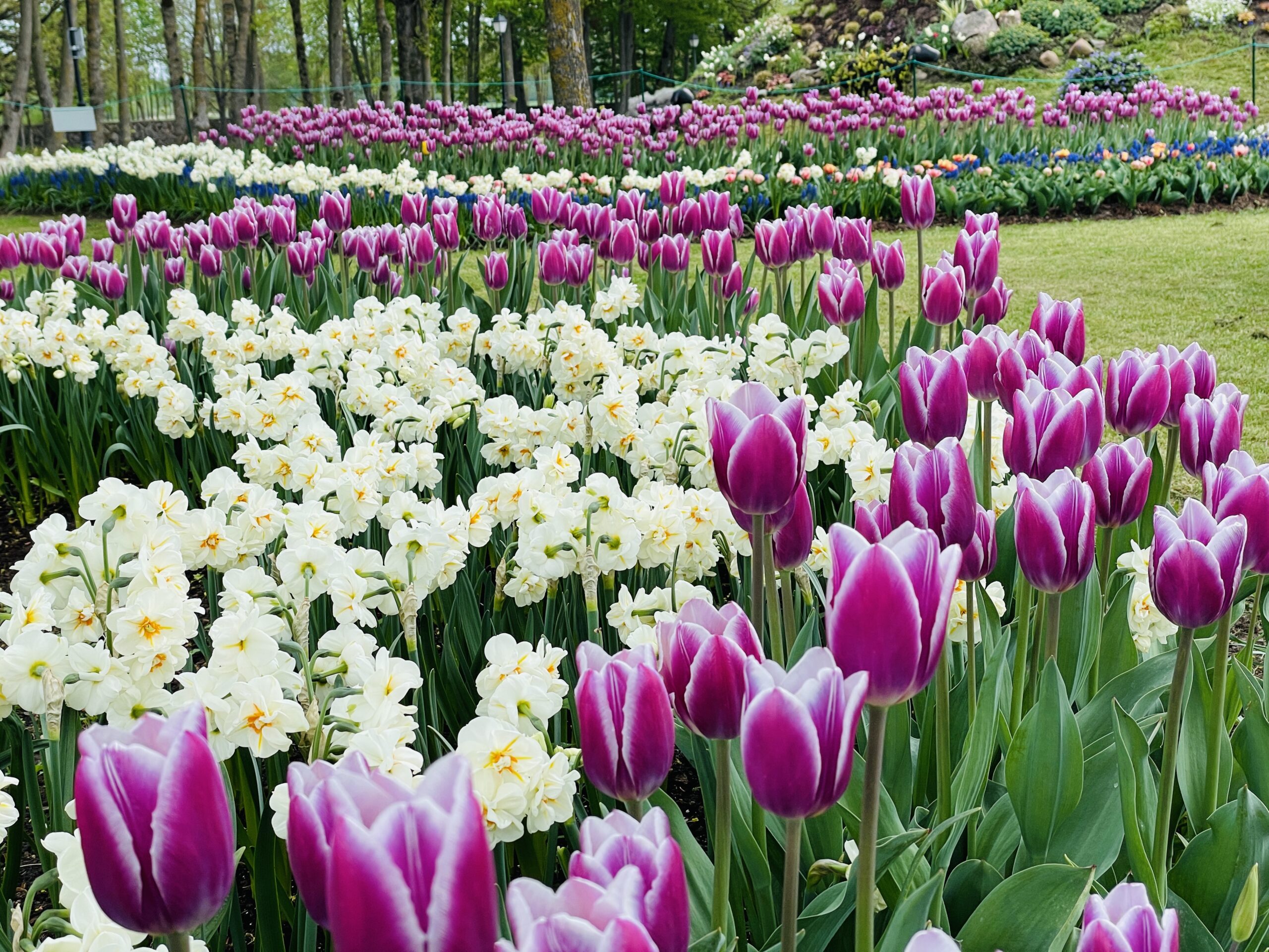 Gėlių žydėjimas Pakruojo dvare