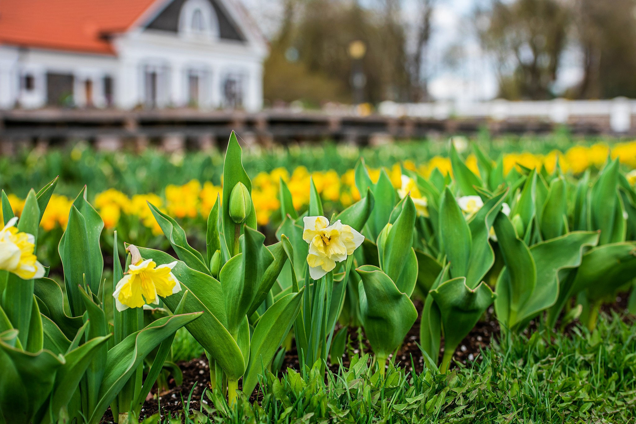 Pavasario gėlės Pakruojo dvare