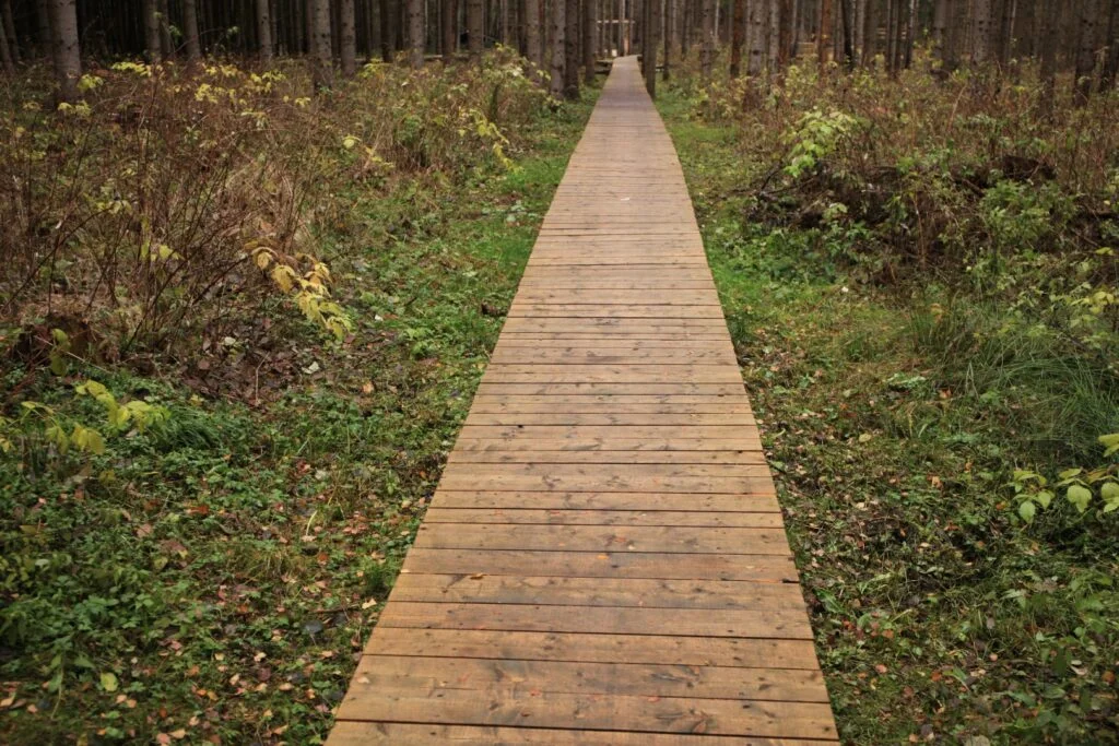 Pauolios miško takas (nuotr. iš „Nesėdėk namuose“ svetainės)