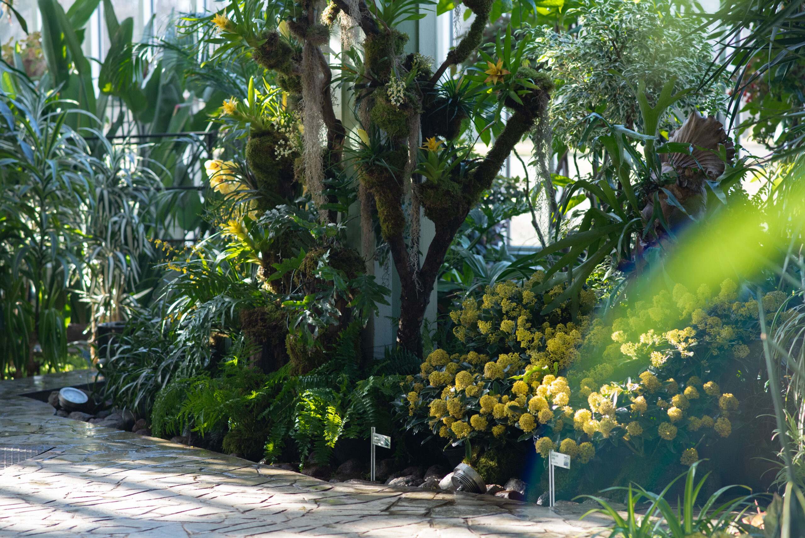 Tai reikia pamatyti: pavasaris užliejo Kretingos žiemos sodą tūkstančiais geltonų žiedų