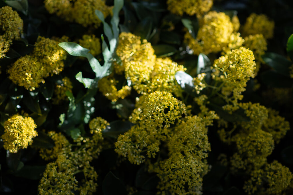 Pavasaris užliejo Kretingos žiemos sodą tūkstančiais geltonų žiedų
