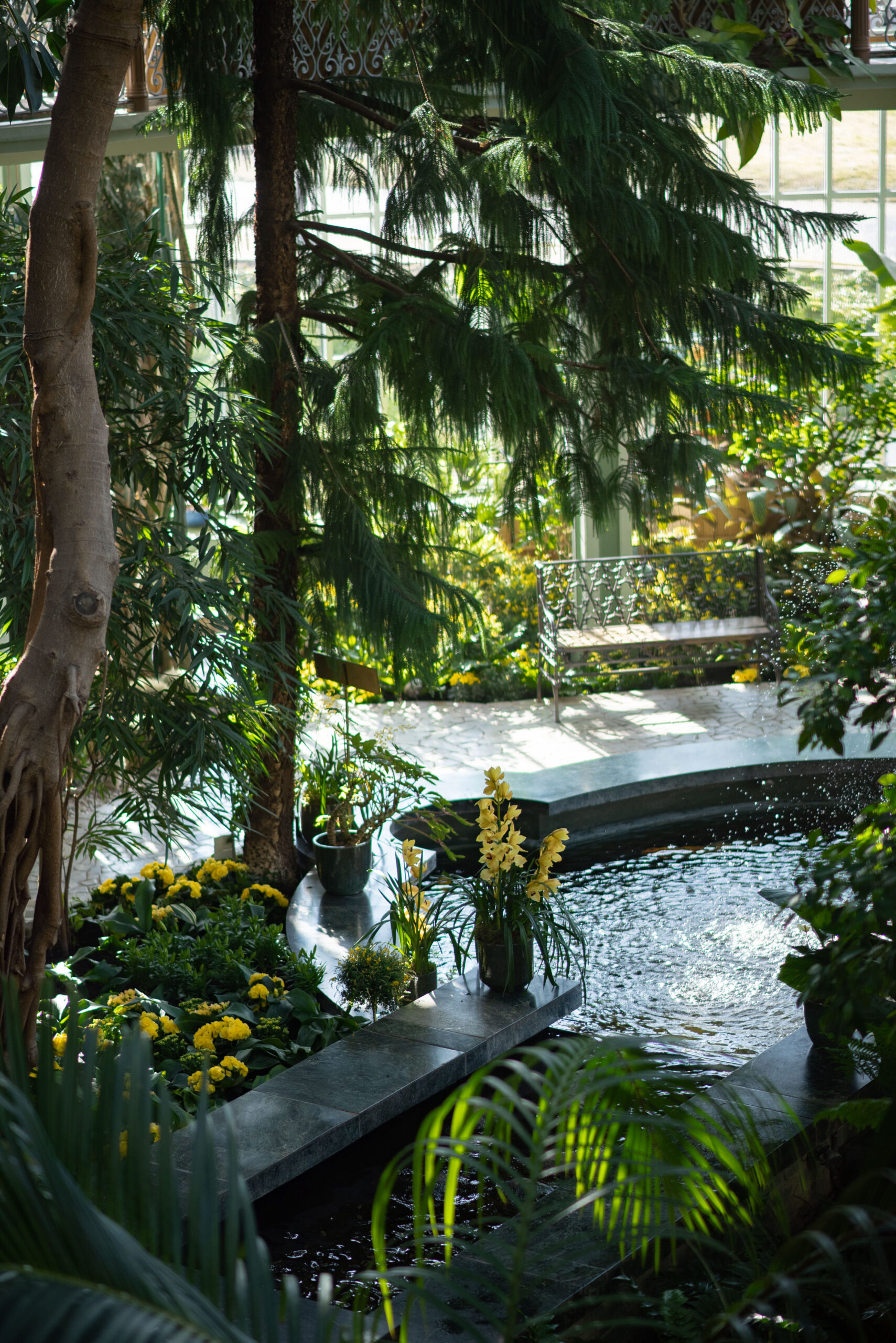 Pavasaris užliejo Kretingos žiemos sodą tūkstančiais geltonų žiedų