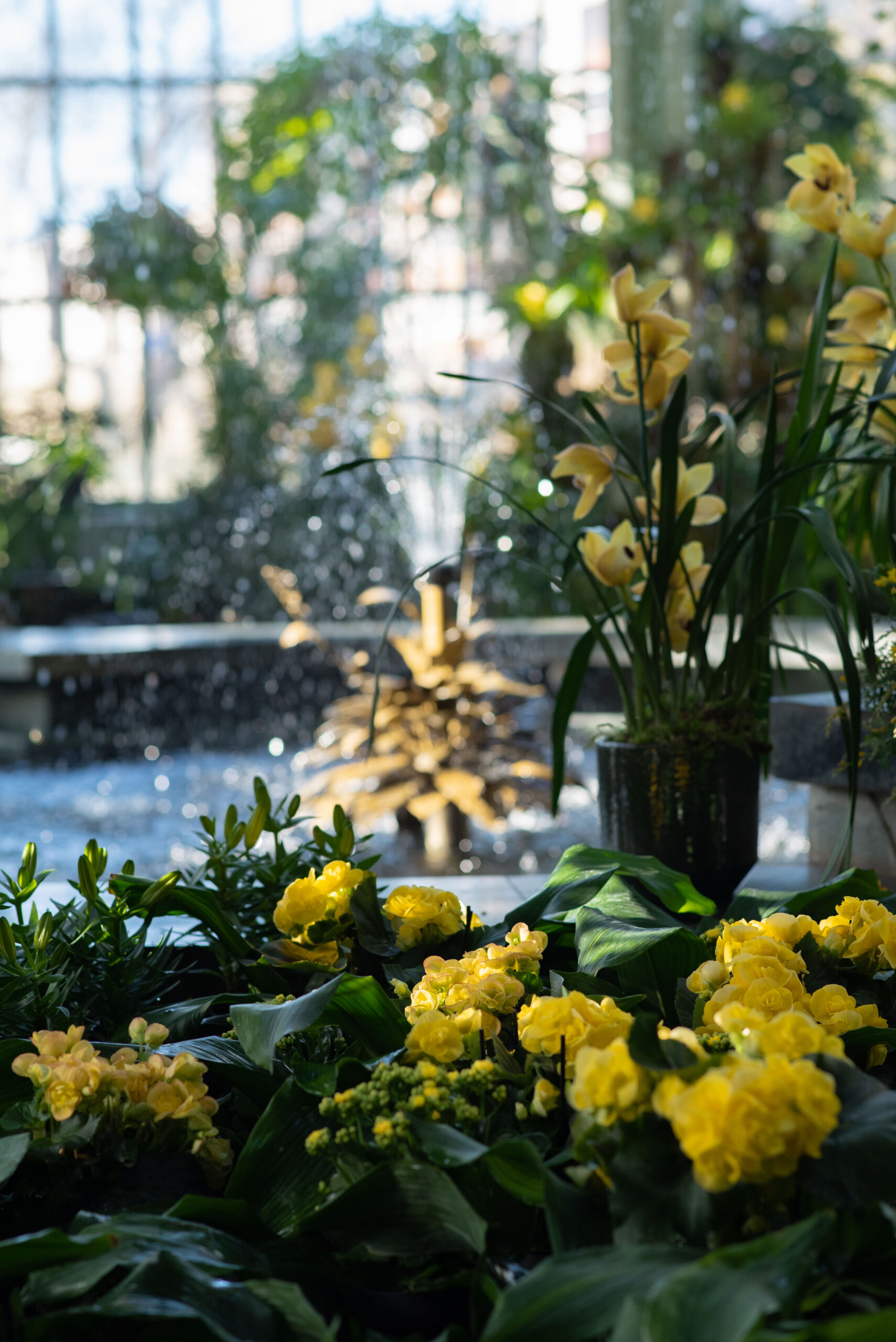 Pavasaris užliejo Kretingos žiemos sodą tūkstančiais geltonų žiedų