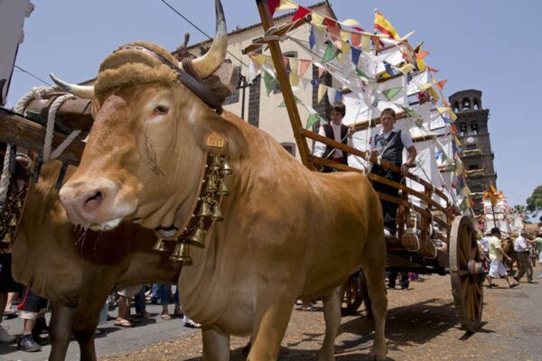 Romerijos Tenerifėje (nuotr.: https://casa-balcones.com/calendario-de-romerias-en-tenerife-2026/)