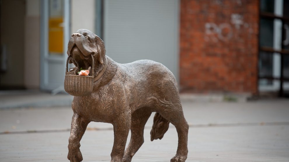 Senbernarė Bitė Kaune (nuotr. Kauno miesto sav.)